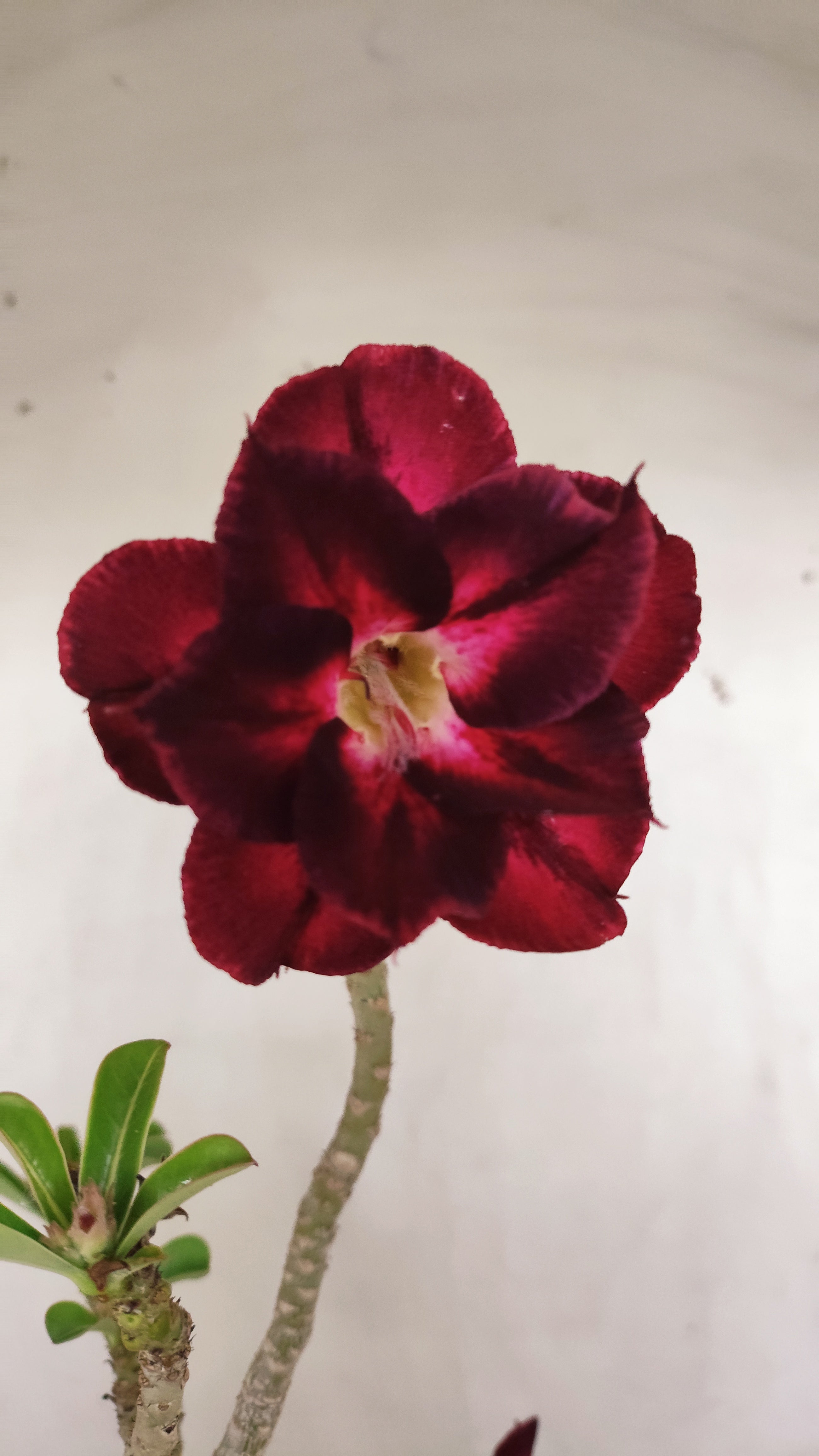 Planta Dobrada 3998 – 35cm – 03 anos - Vaso 15