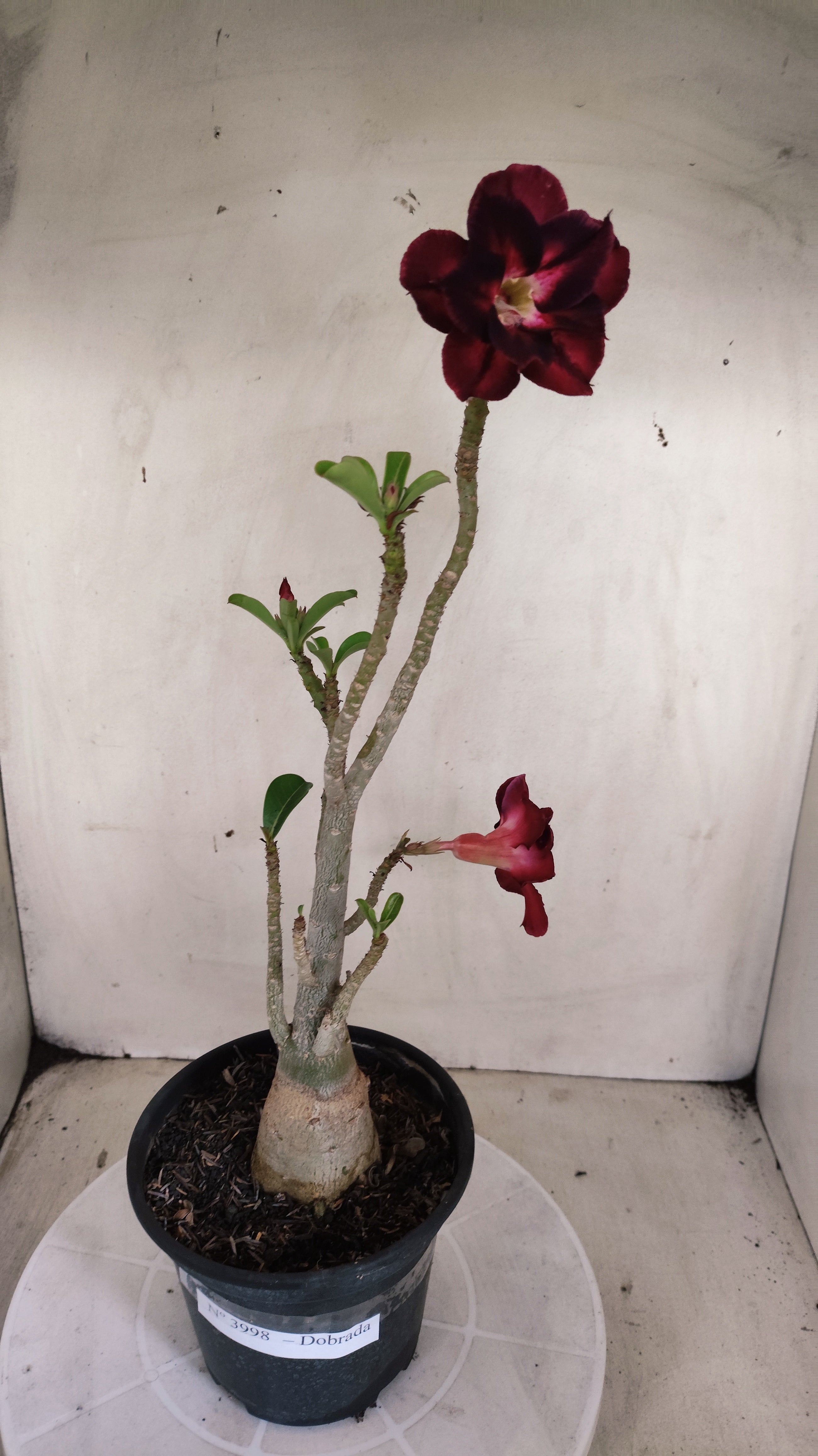 Planta Dobrada 3998 – 35cm – 03 anos - Vaso 15