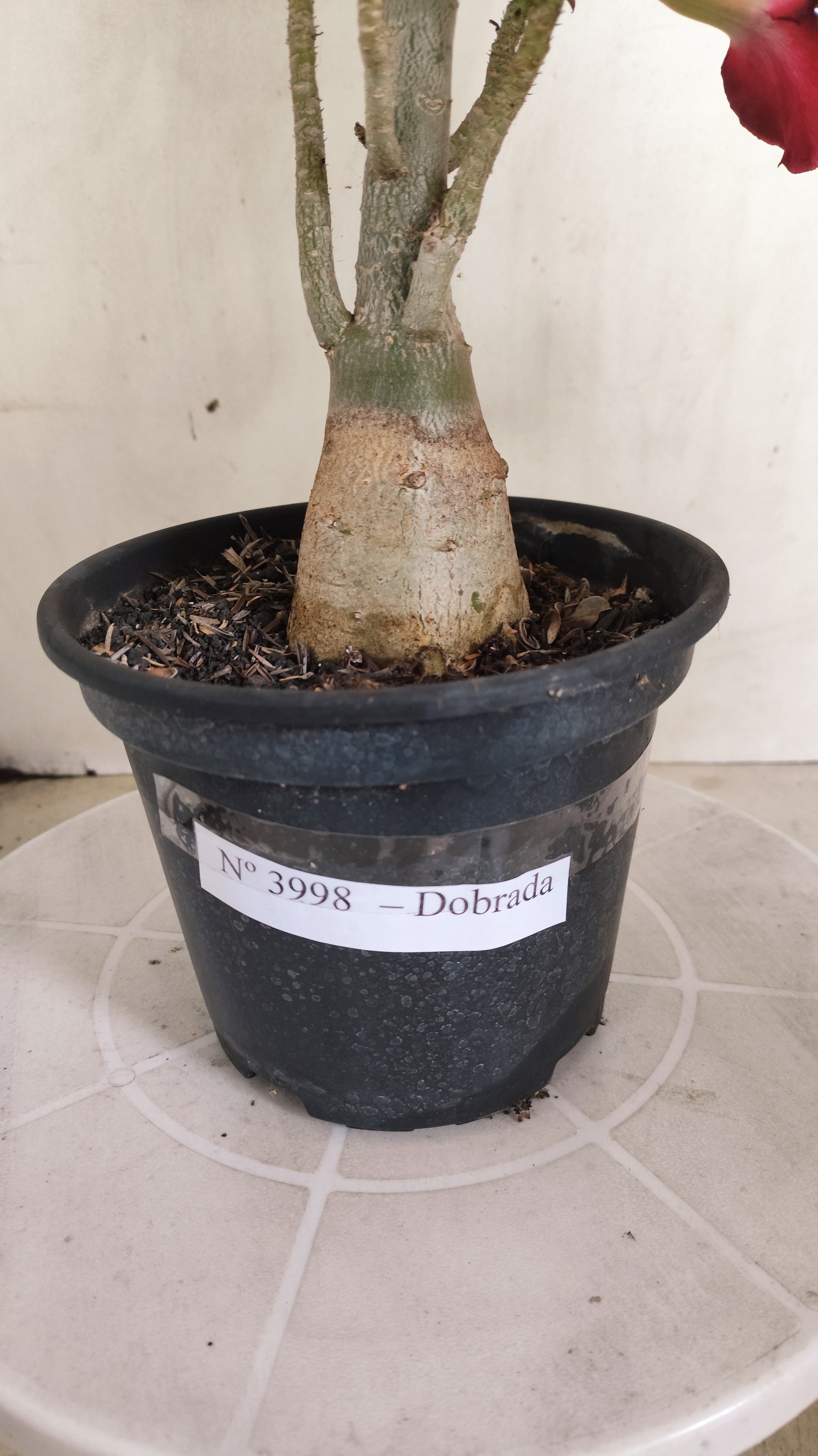 Planta Dobrada 3998 – 35cm – 03 anos - Vaso 15