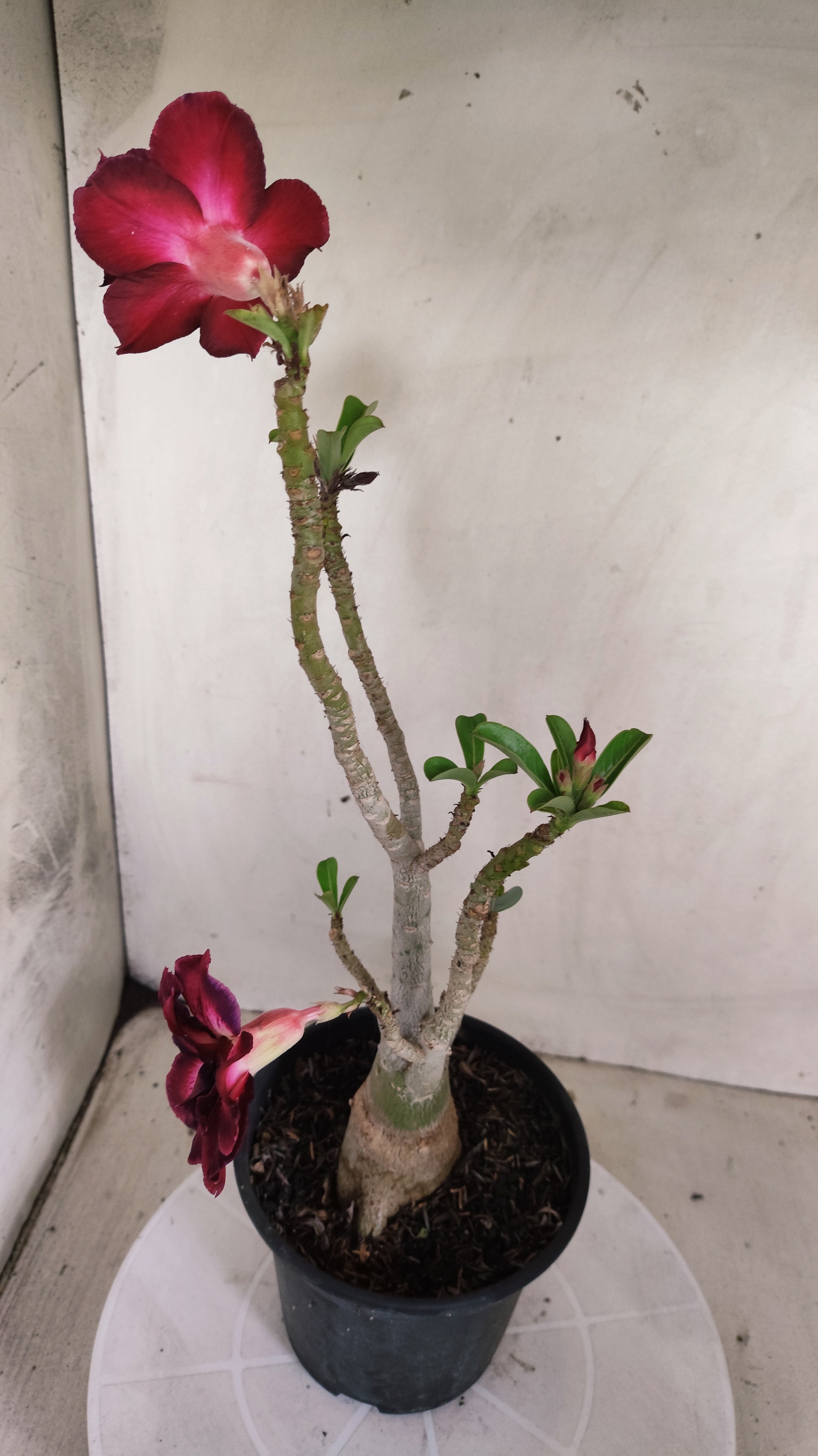 Planta Dobrada 3998 – 35cm – 03 anos - Vaso 15