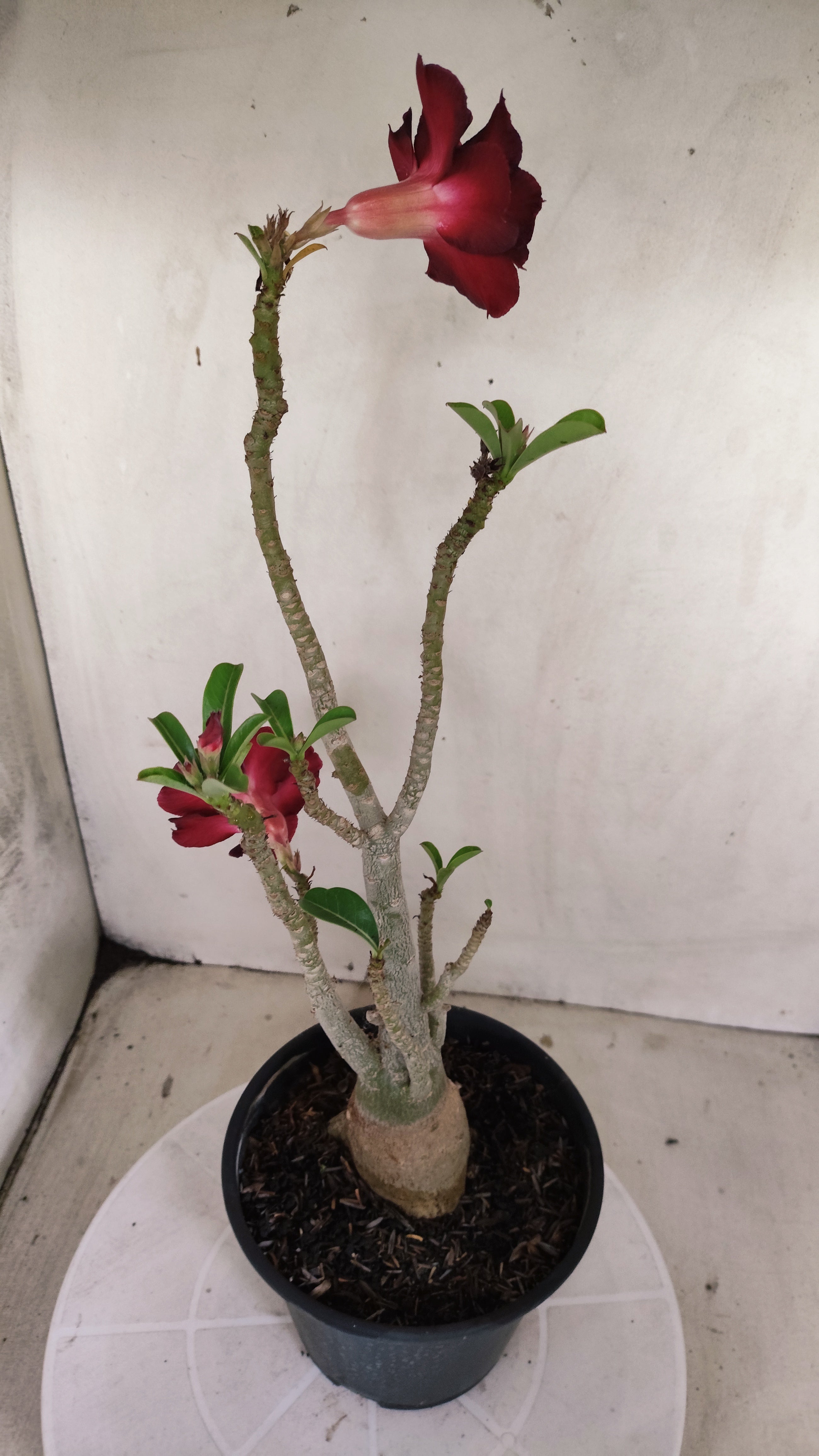 Planta Dobrada 3998 – 35cm – 03 anos - Vaso 15