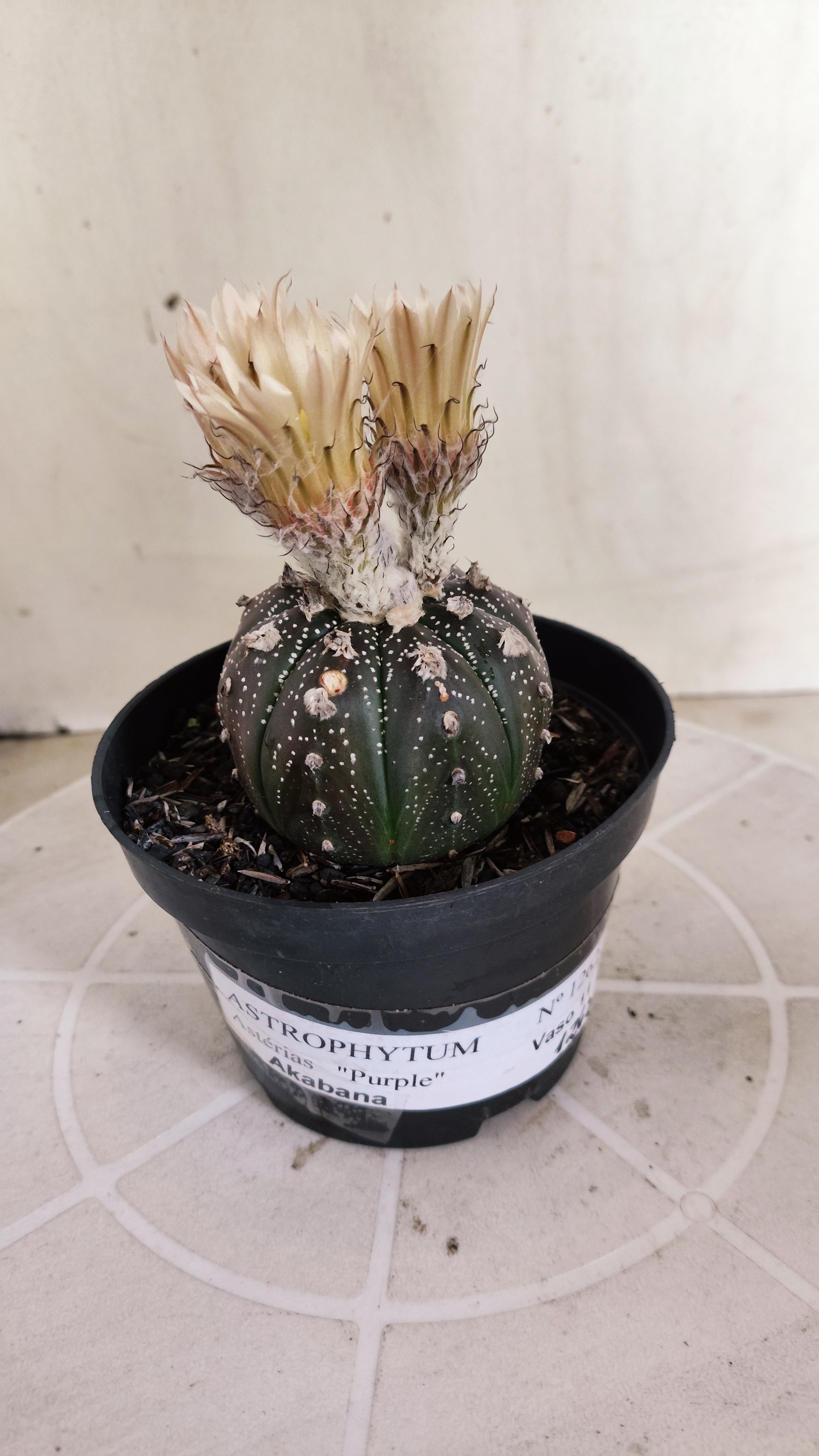 ASTROPHYTUM ASTERIAS  "Purple" - AKABANA Nº 1262 – vaso 11