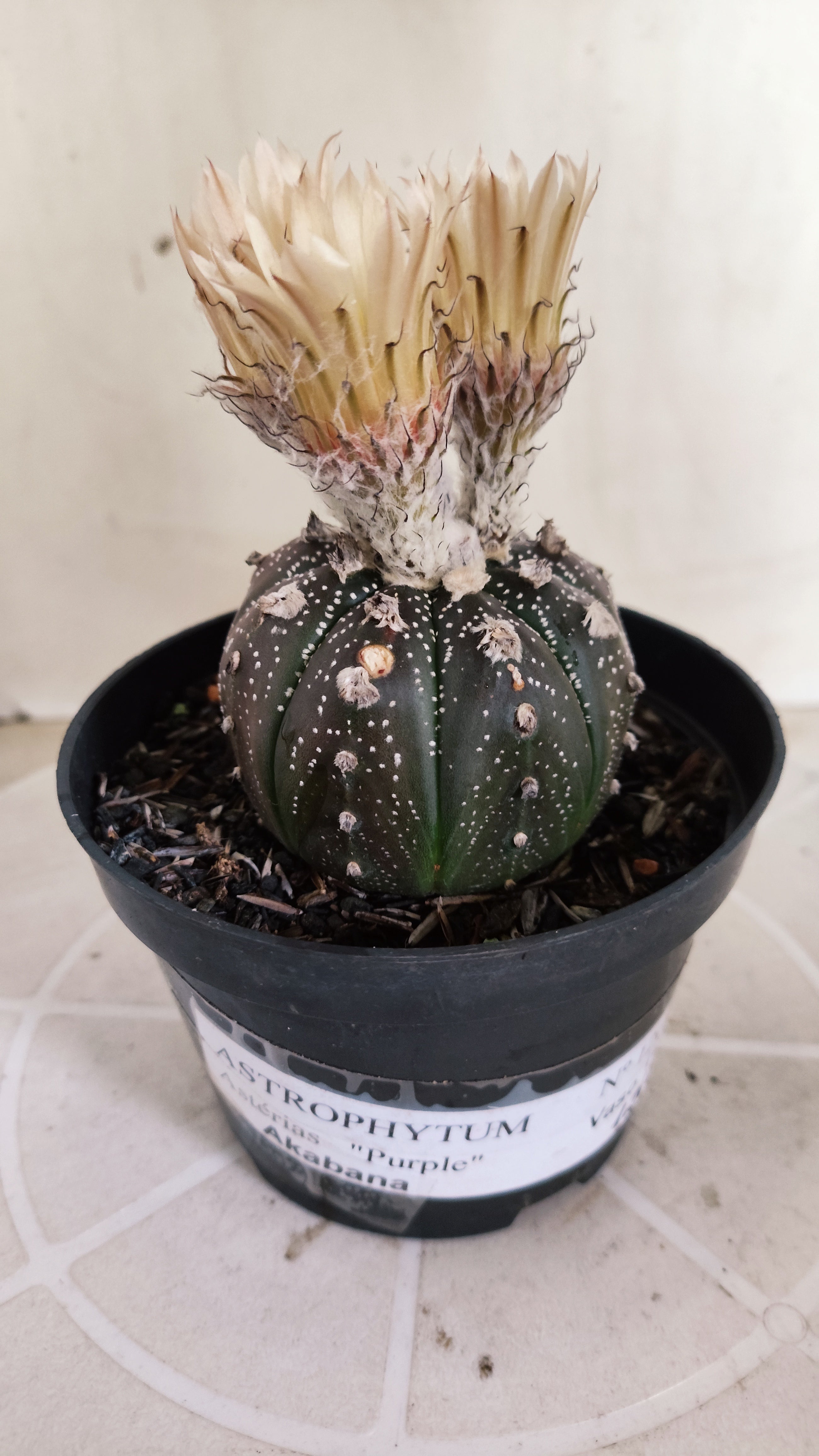 ASTROPHYTUM ASTERIAS  "Purple" - AKABANA Nº 1262 – vaso 11