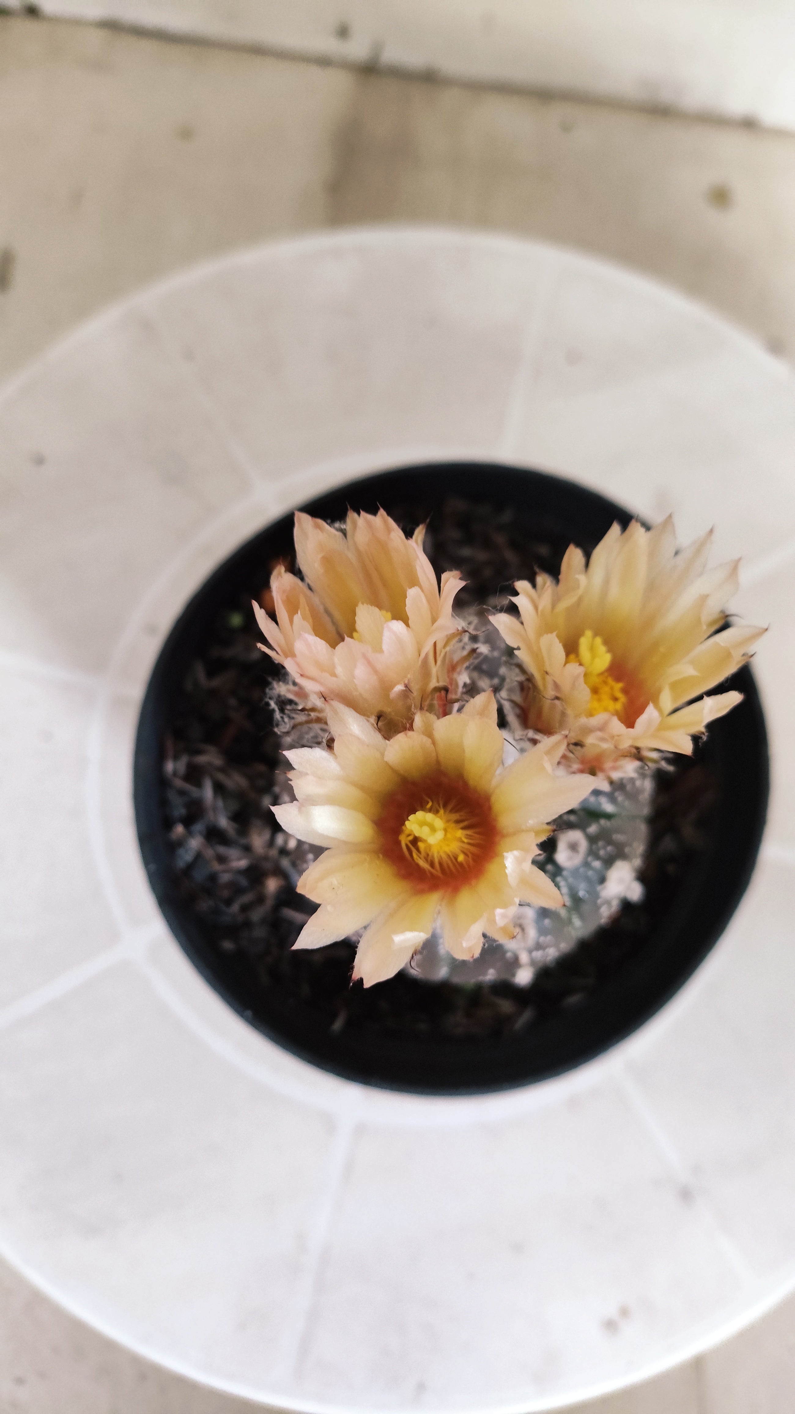 ASTROPHYTUM ASTERIAS  "Purple" - AKABANA Nº 1262 – vaso 11