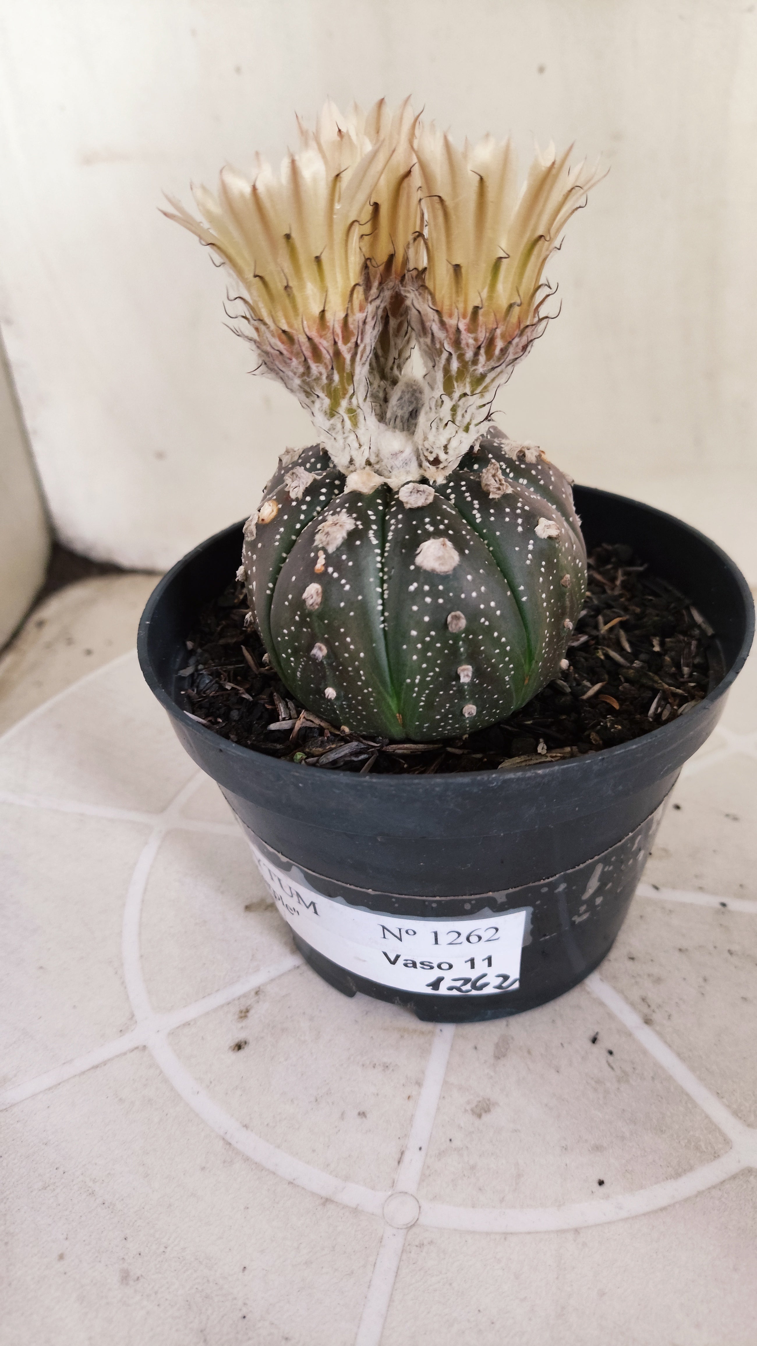 ASTROPHYTUM ASTERIAS  "Purple" - AKABANA Nº 1262 – vaso 11