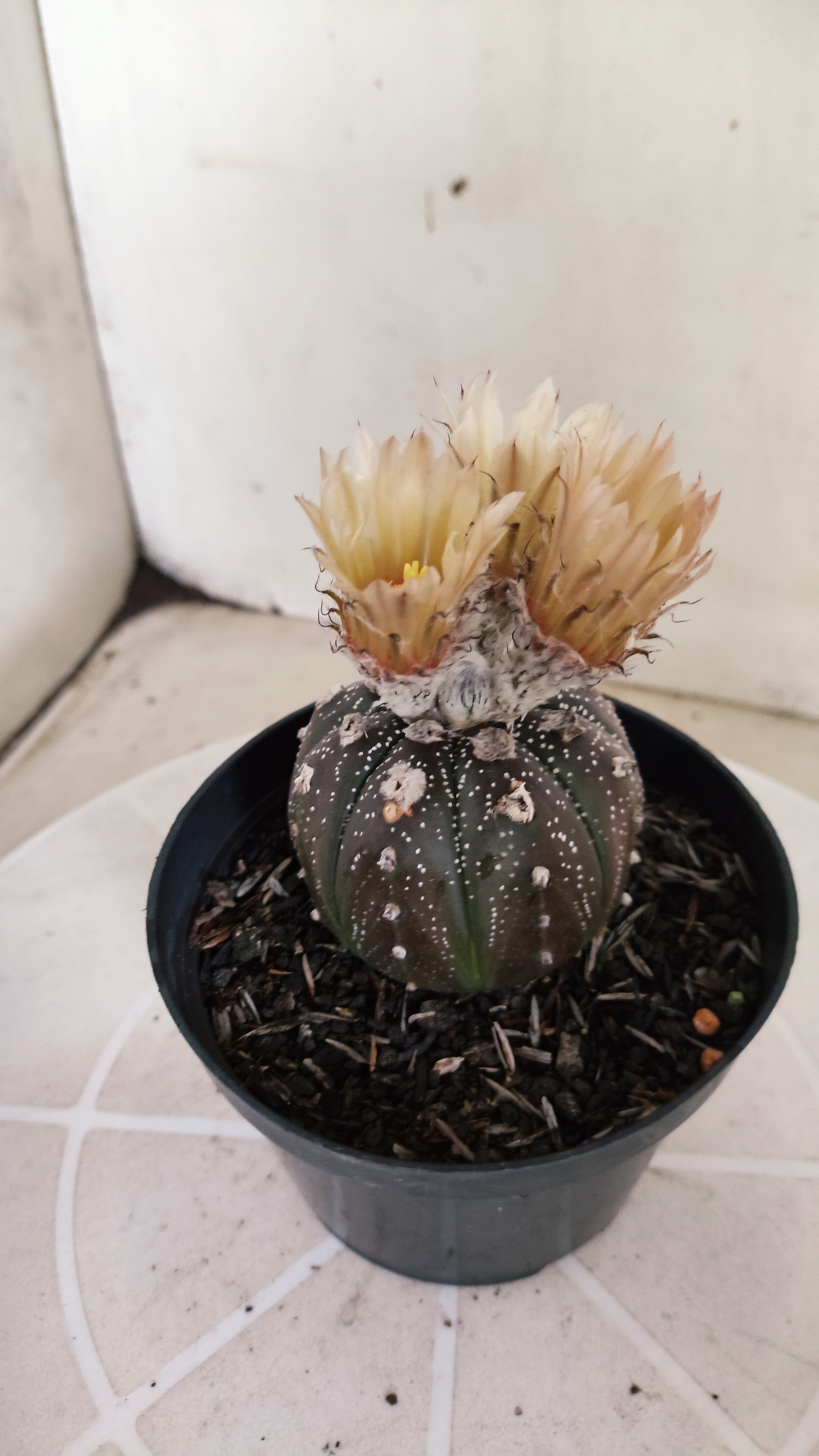 ASTROPHYTUM ASTERIAS  "Purple" - AKABANA Nº 1262 – vaso 11