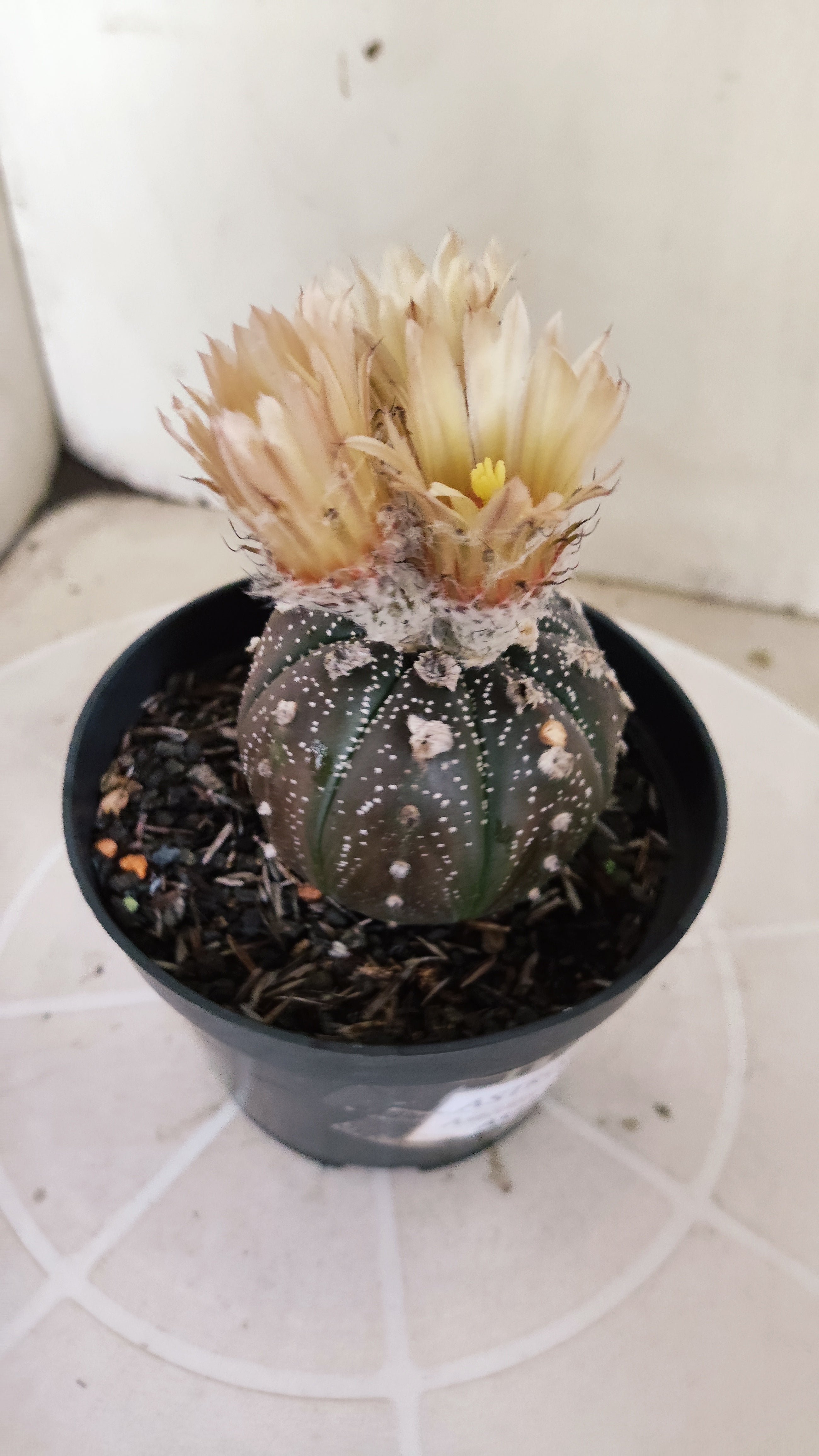 ASTROPHYTUM ASTERIAS  "Purple" - AKABANA Nº 1262 – vaso 11
