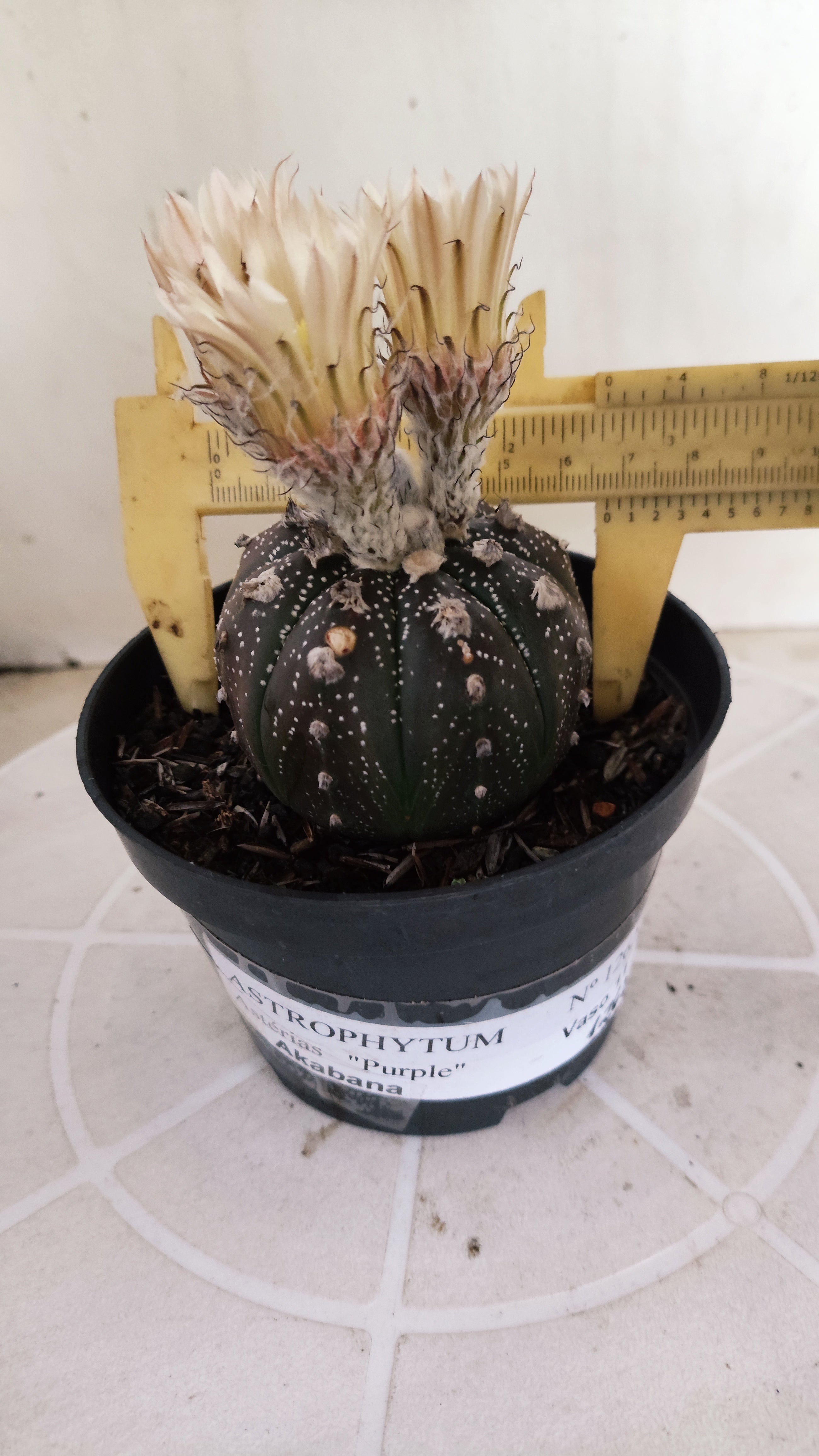 ASTROPHYTUM ASTERIAS  "Purple" - AKABANA Nº 1262 – vaso 11