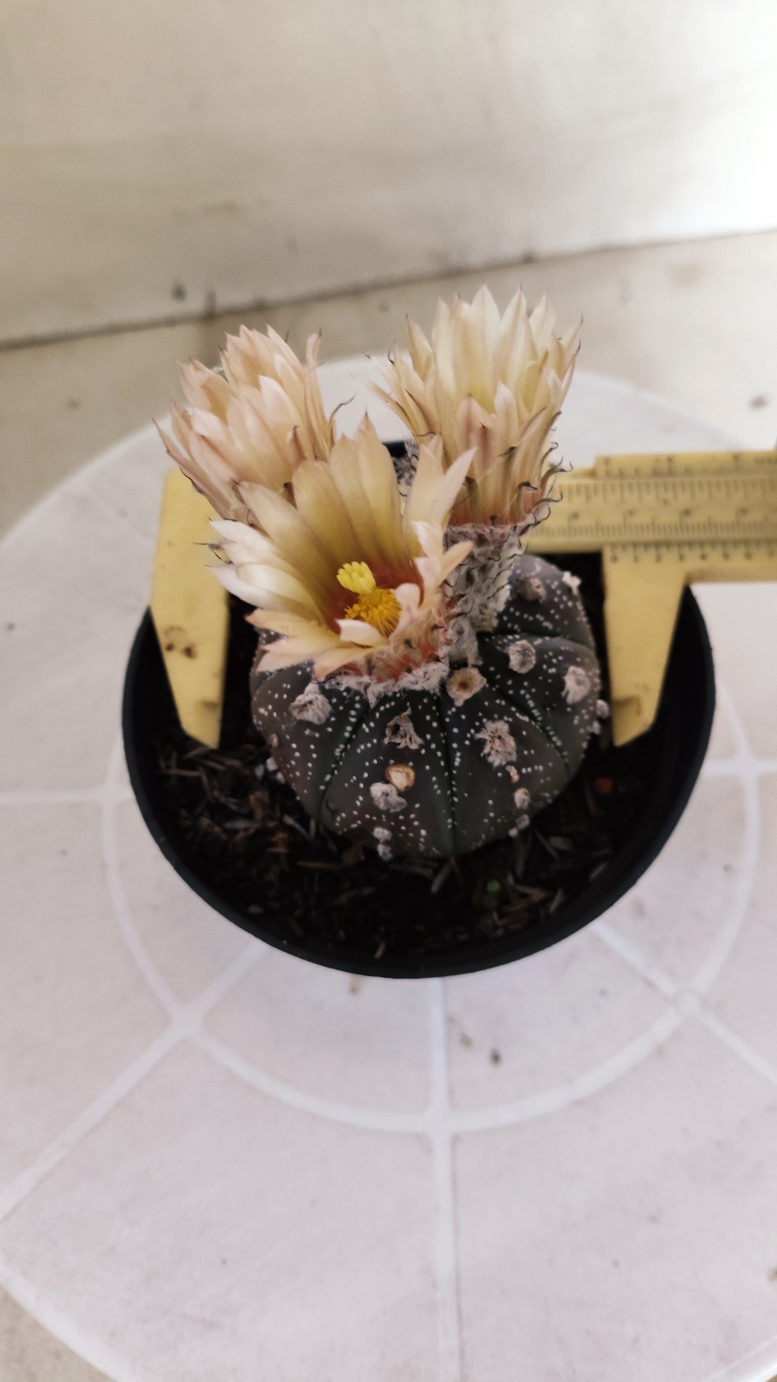 ASTROPHYTUM ASTERIAS  "Purple" - AKABANA Nº 1262 – vaso 11