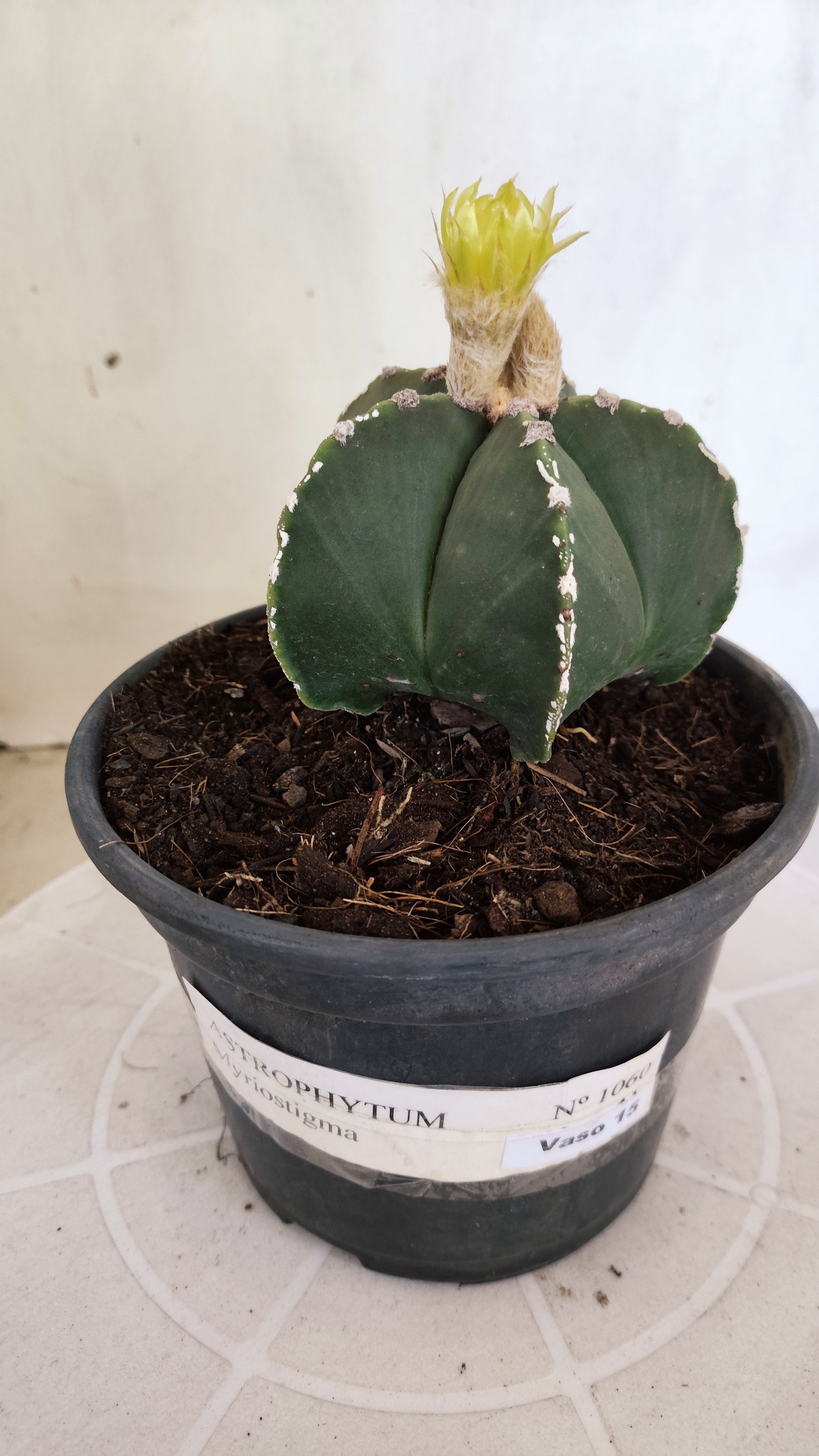 ASTROPHYTUM MYRIOSTIGMA "HAKKUN" Nº 1060 – vaso 15