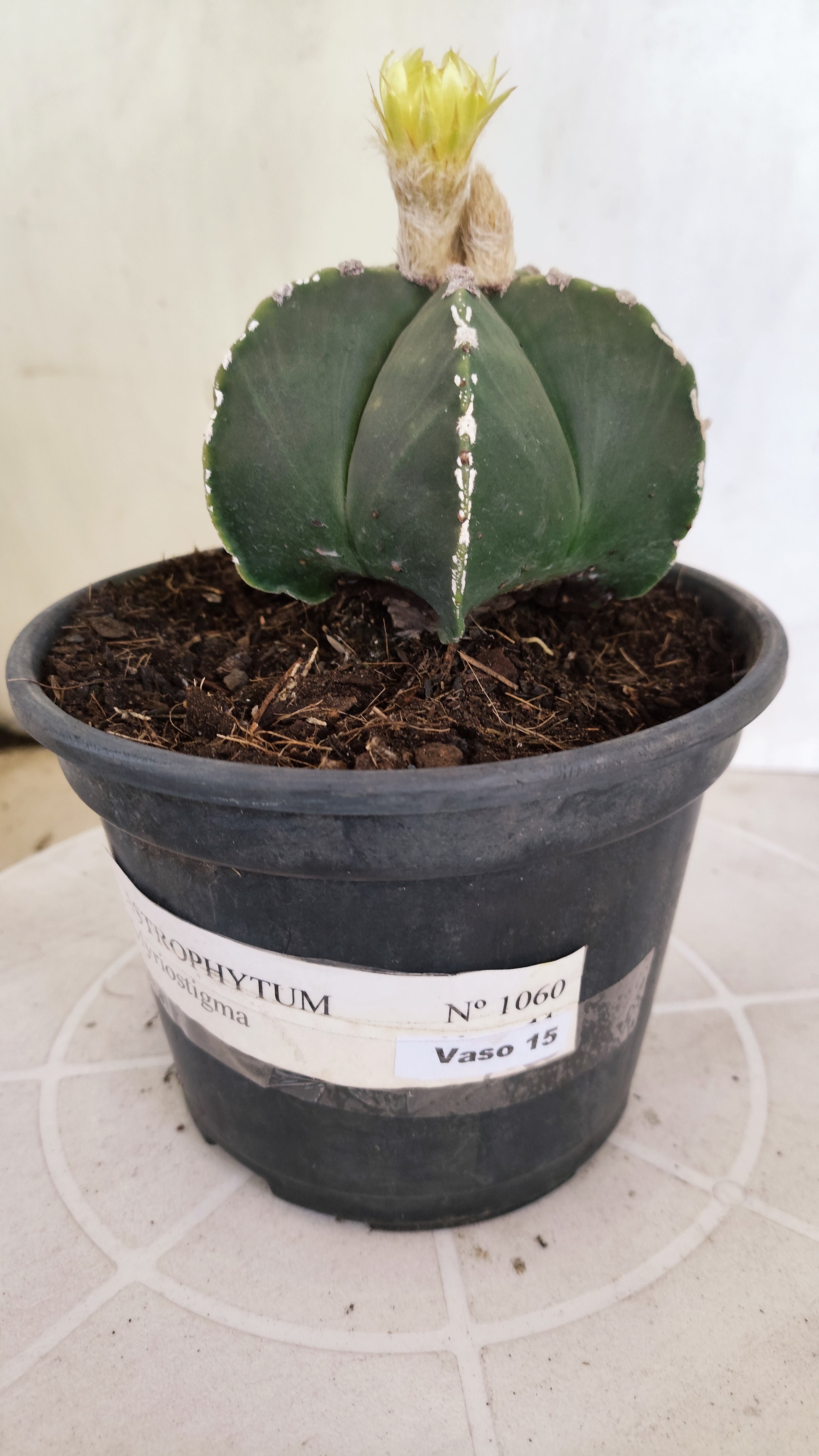 ASTROPHYTUM MYRIOSTIGMA "HAKKUN" Nº 1060 – vaso 15