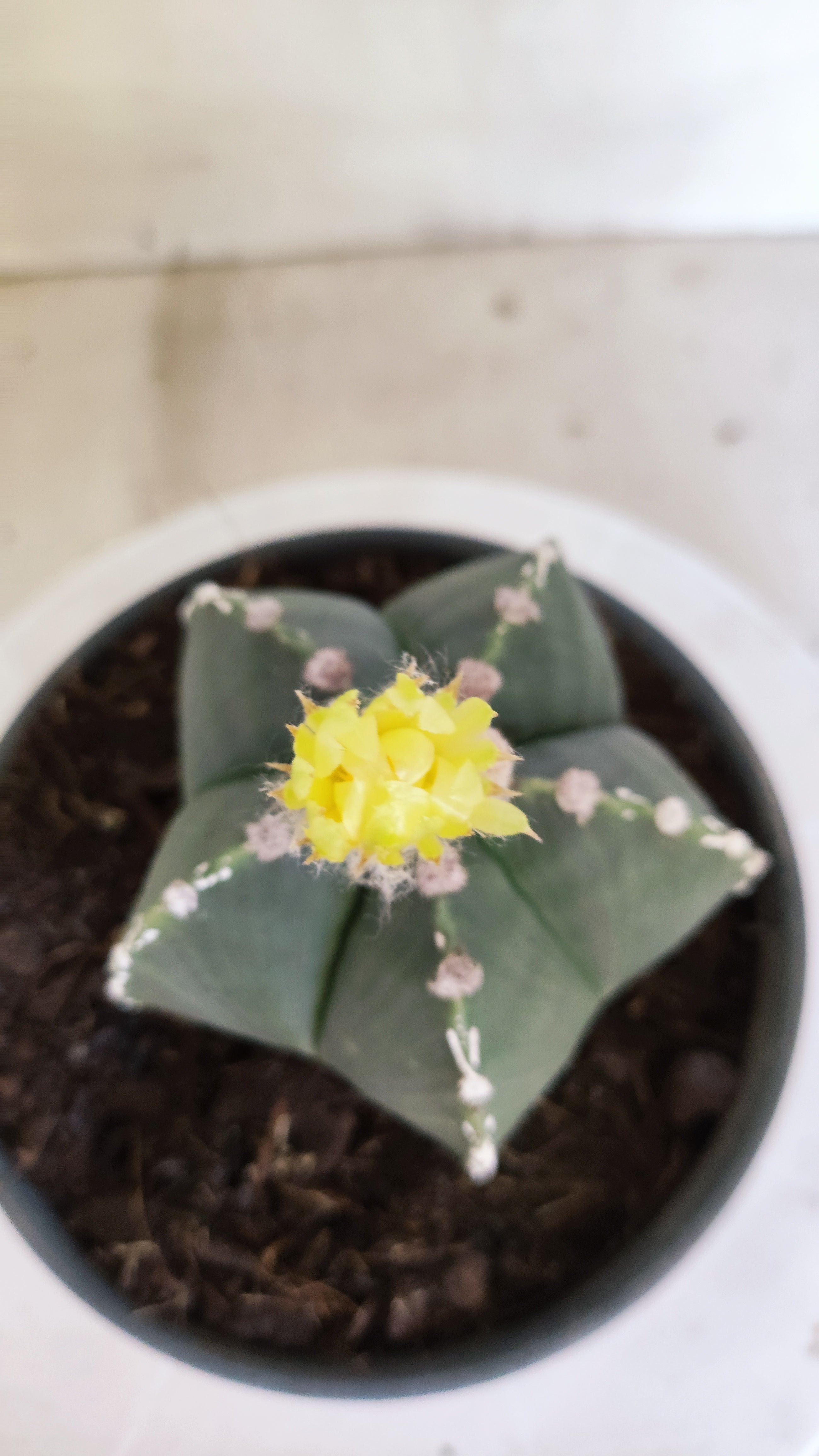 ASTROPHYTUM MYRIOSTIGMA "HAKKUN" Nº 1060 – vaso 15