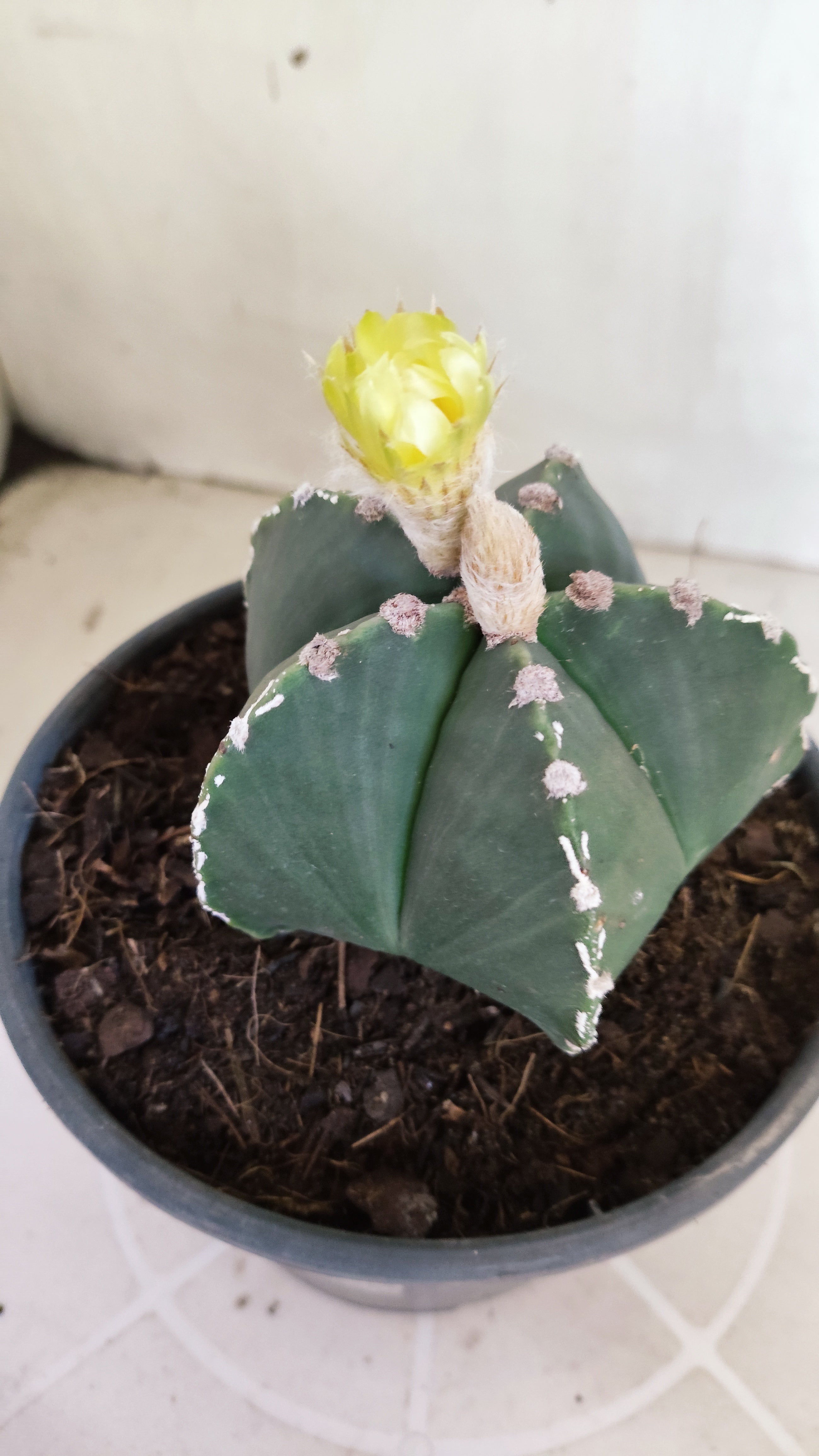 ASTROPHYTUM MYRIOSTIGMA "HAKKUN" Nº 1060 – vaso 15