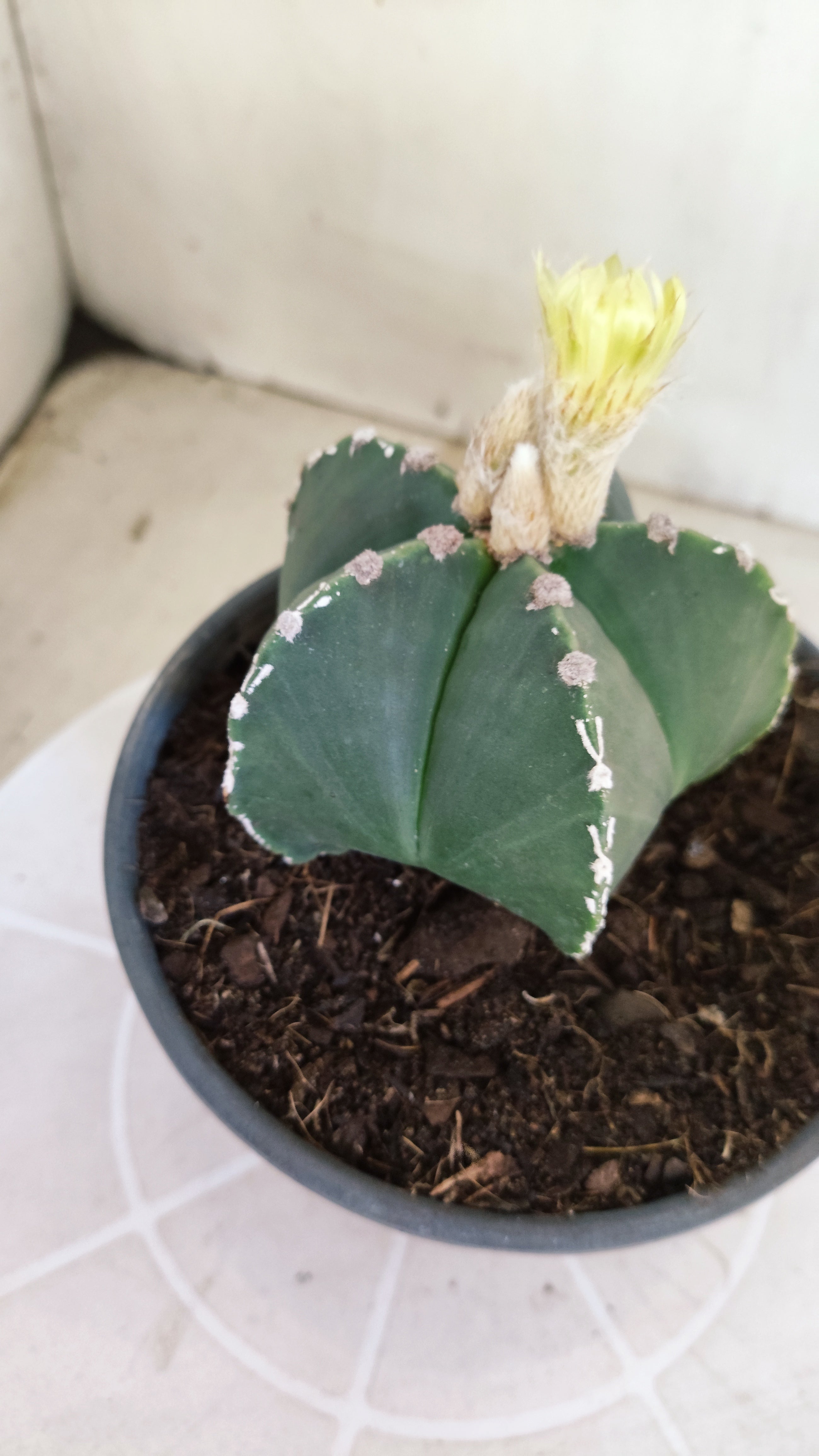 ASTROPHYTUM MYRIOSTIGMA "HAKKUN" Nº 1060 – vaso 15