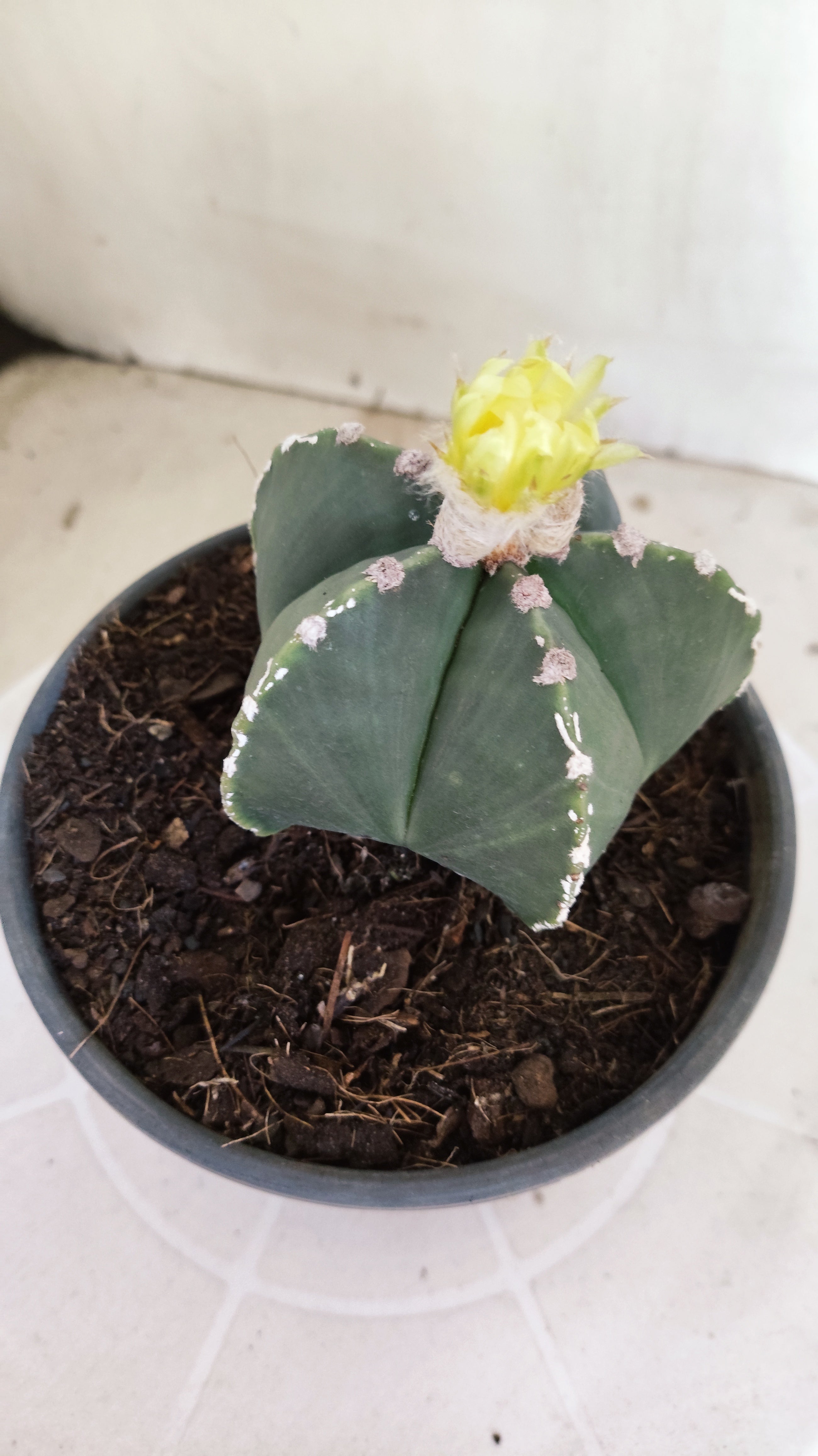 ASTROPHYTUM MYRIOSTIGMA "HAKKUN" Nº 1060 – vaso 15