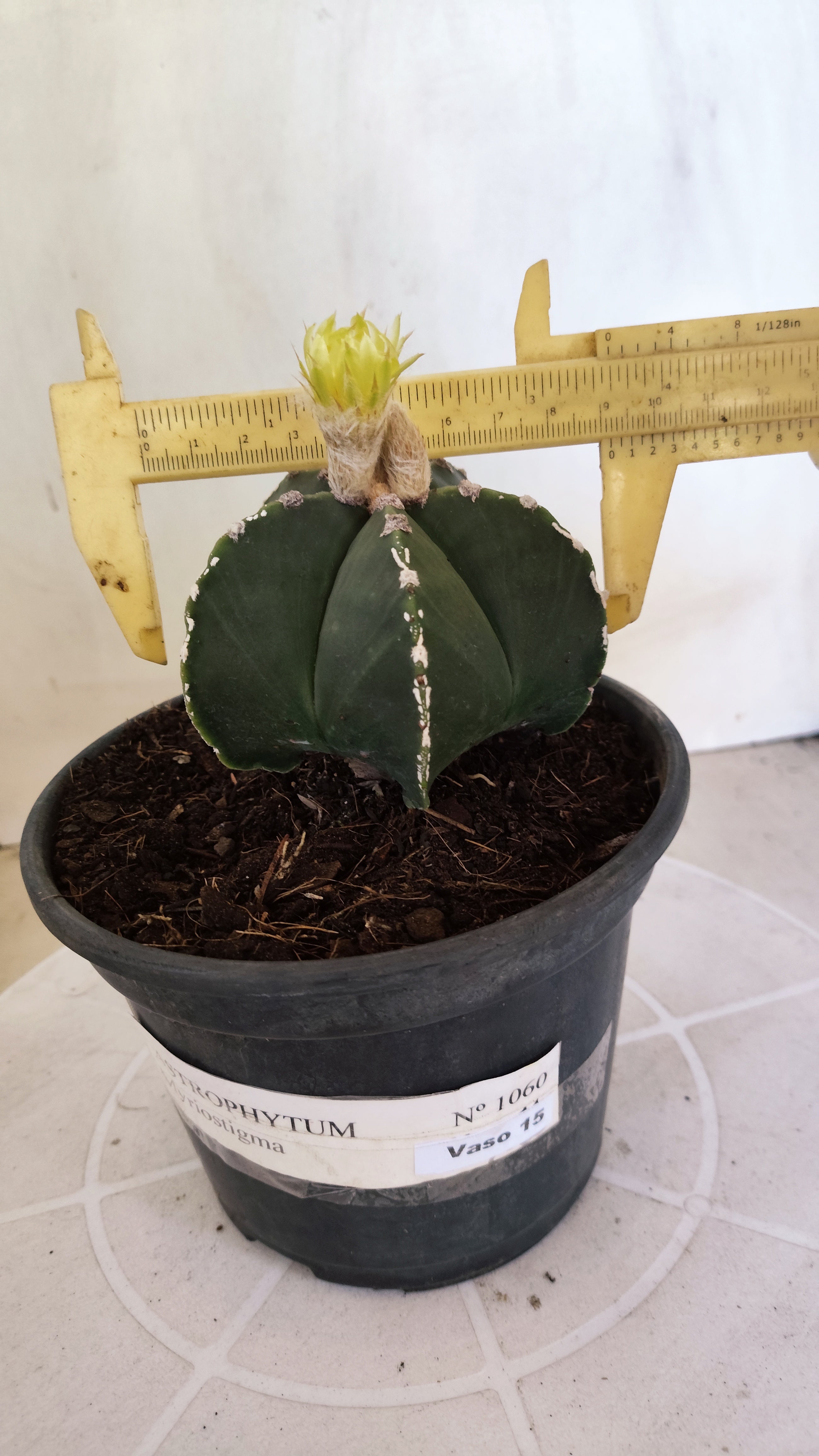 ASTROPHYTUM MYRIOSTIGMA "HAKKUN" Nº 1060 – vaso 15