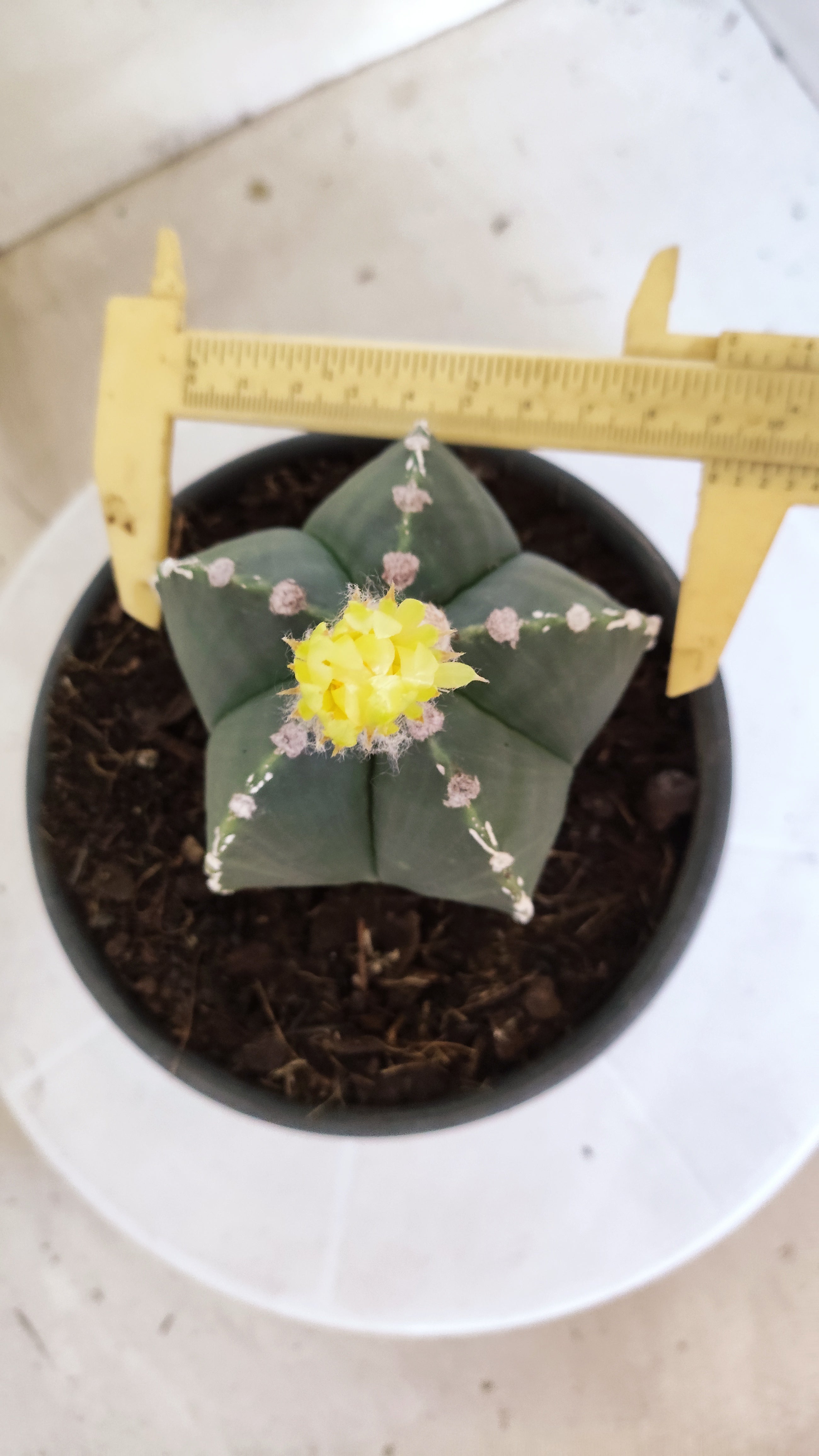 ASTROPHYTUM MYRIOSTIGMA "HAKKUN" Nº 1060 – vaso 15