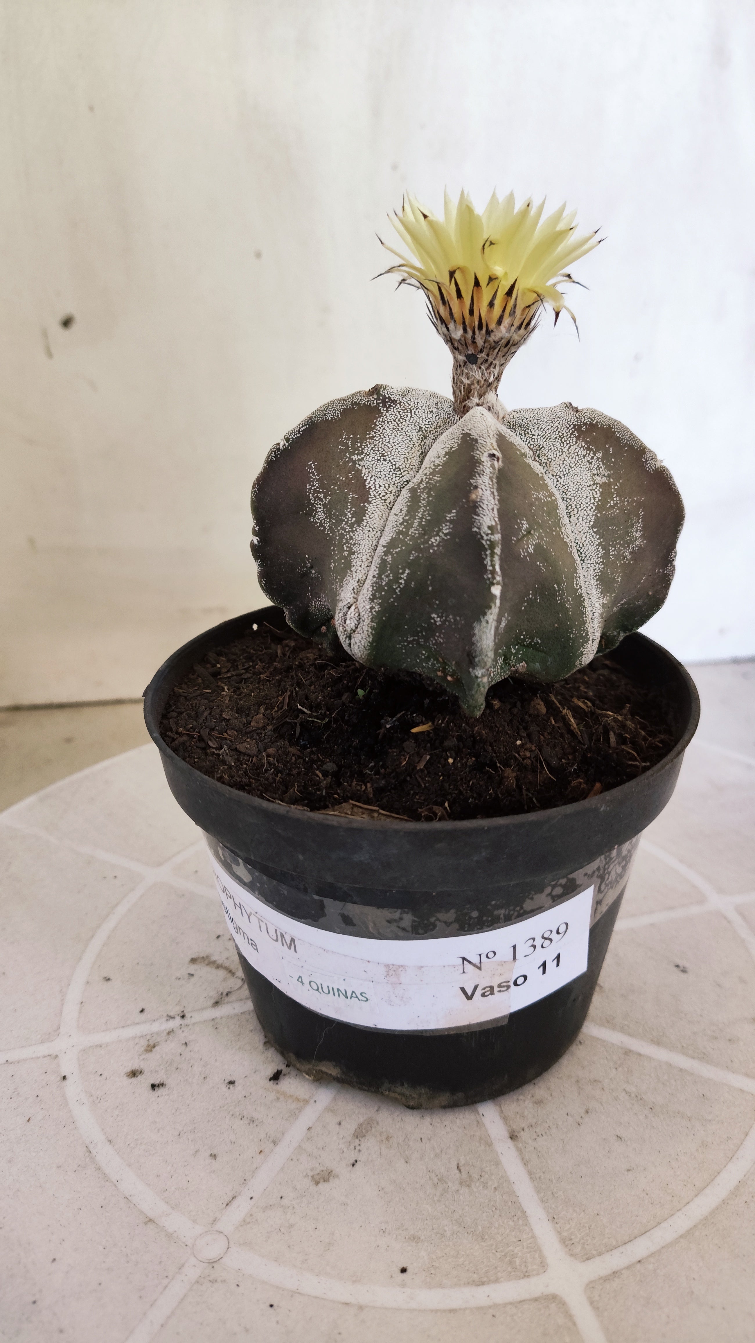 ASTROPHYTUM MYRIOSTIGMA "4 quinas" Nº 1389 – vaso 11