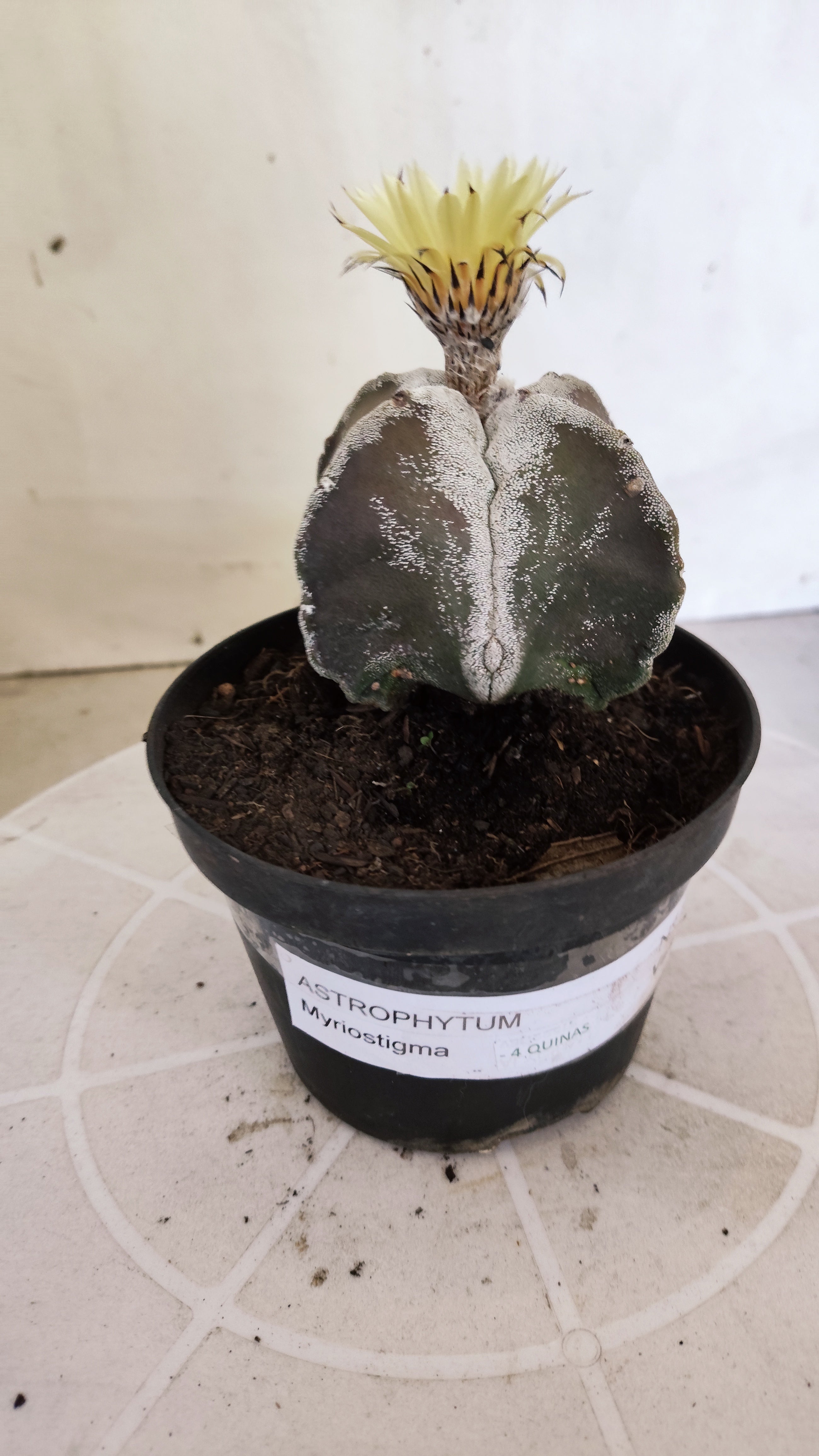 ASTROPHYTUM MYRIOSTIGMA "4 quinas" Nº 1389 – vaso 11