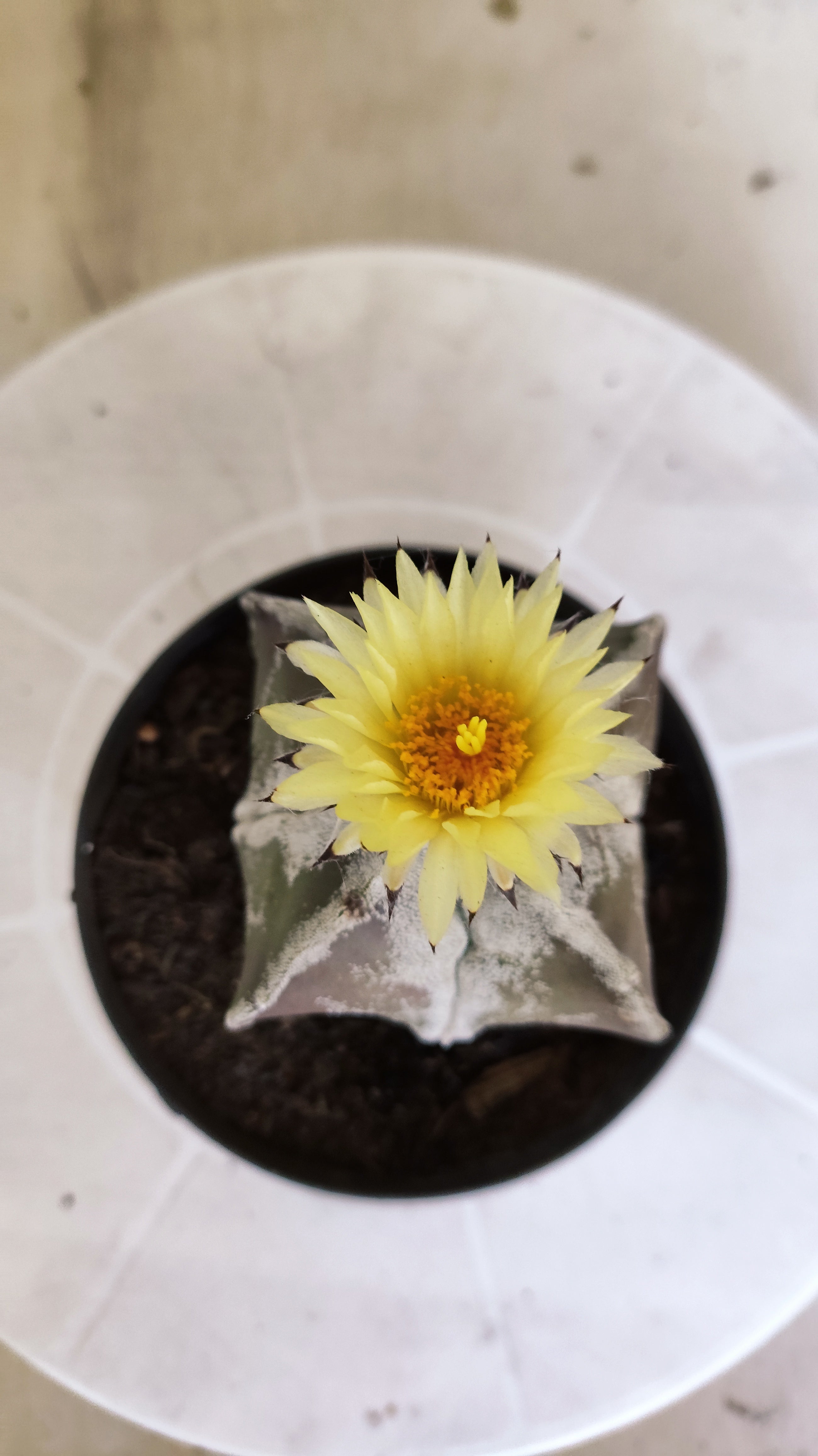ASTROPHYTUM MYRIOSTIGMA "4 quinas" Nº 1389 – vaso 11