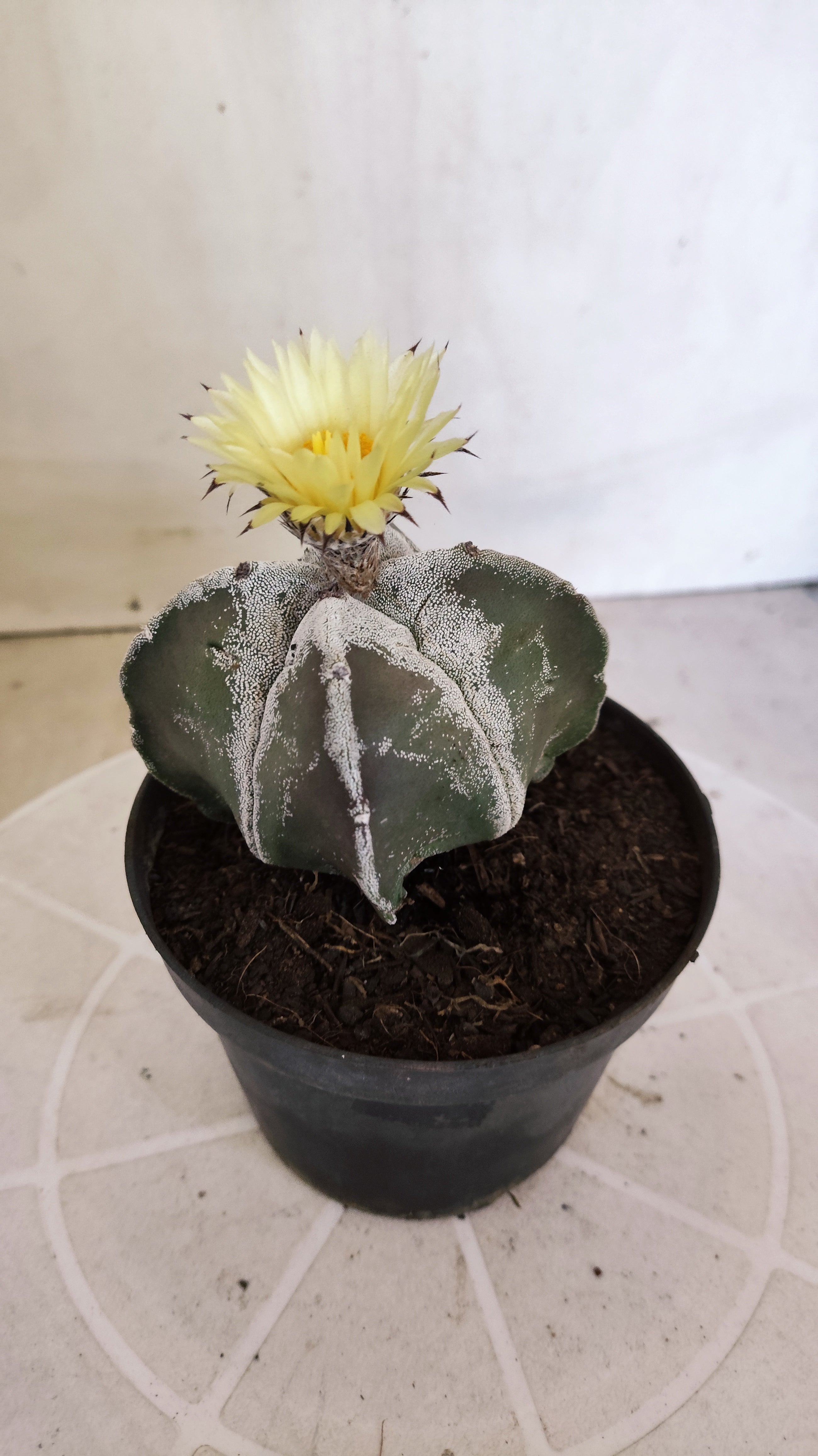 ASTROPHYTUM MYRIOSTIGMA "4 quinas" Nº 1389 – vaso 11
