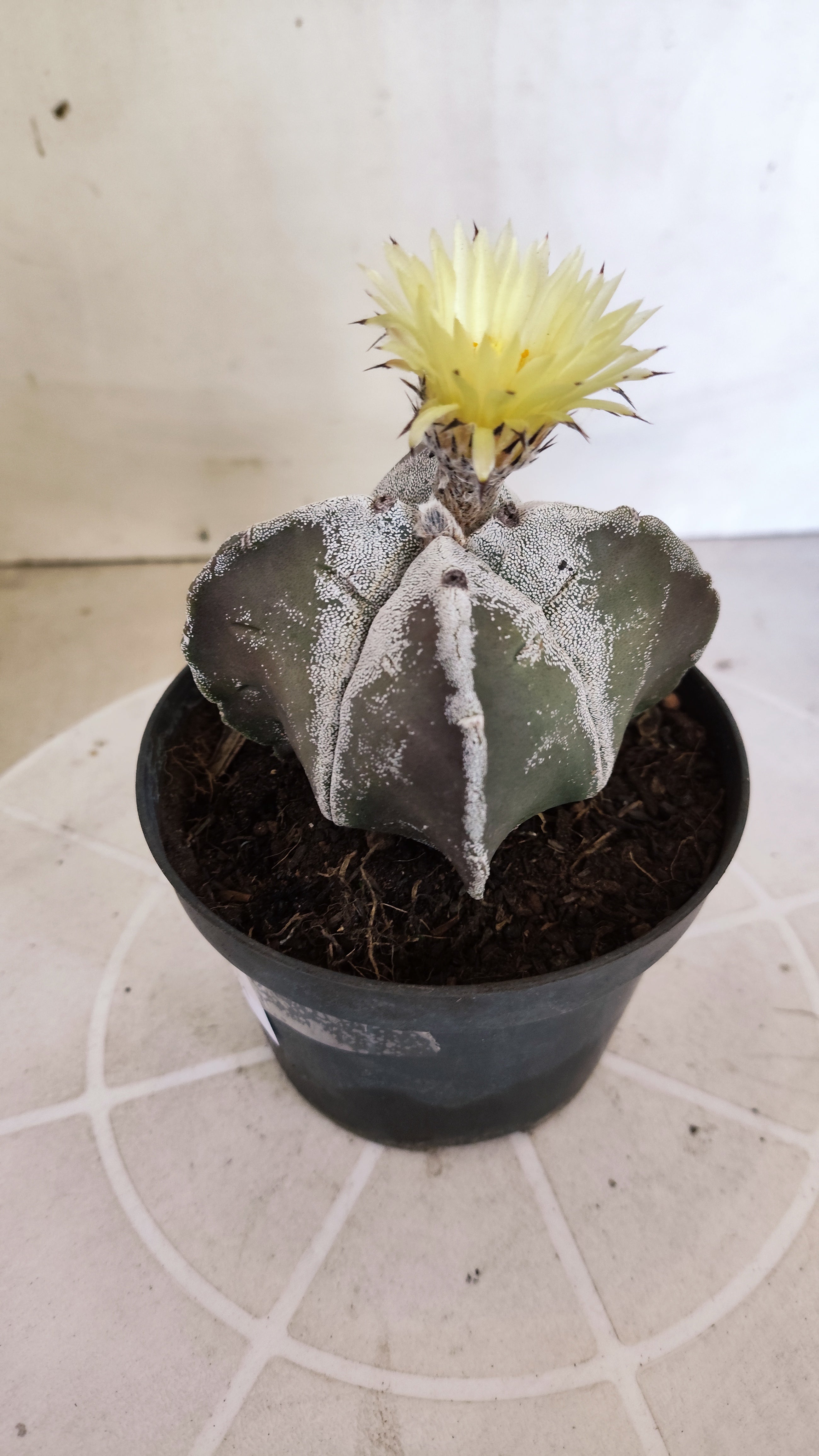 ASTROPHYTUM MYRIOSTIGMA "4 quinas" Nº 1389 – vaso 11
