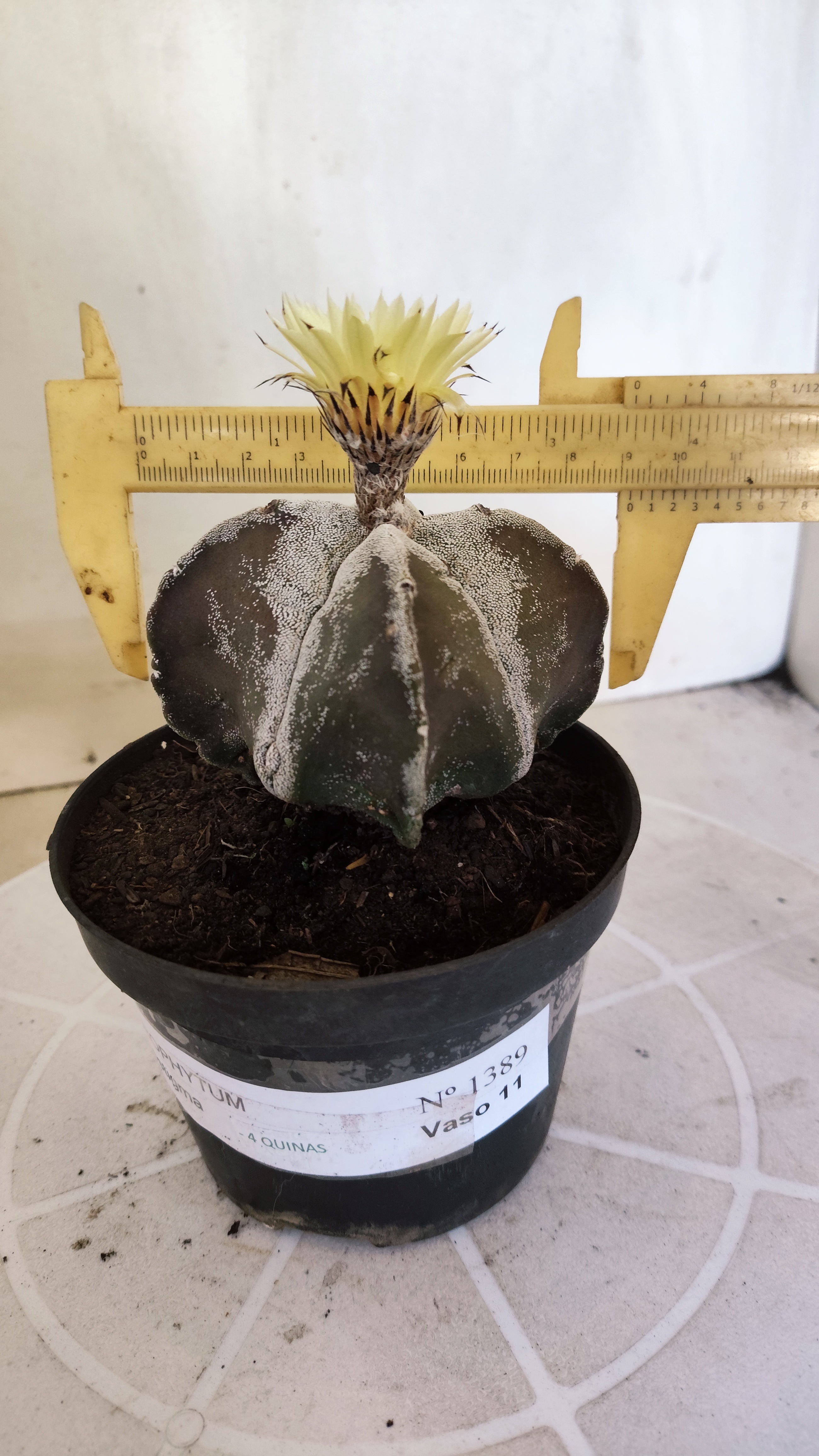 ASTROPHYTUM MYRIOSTIGMA "4 quinas" Nº 1389 – vaso 11