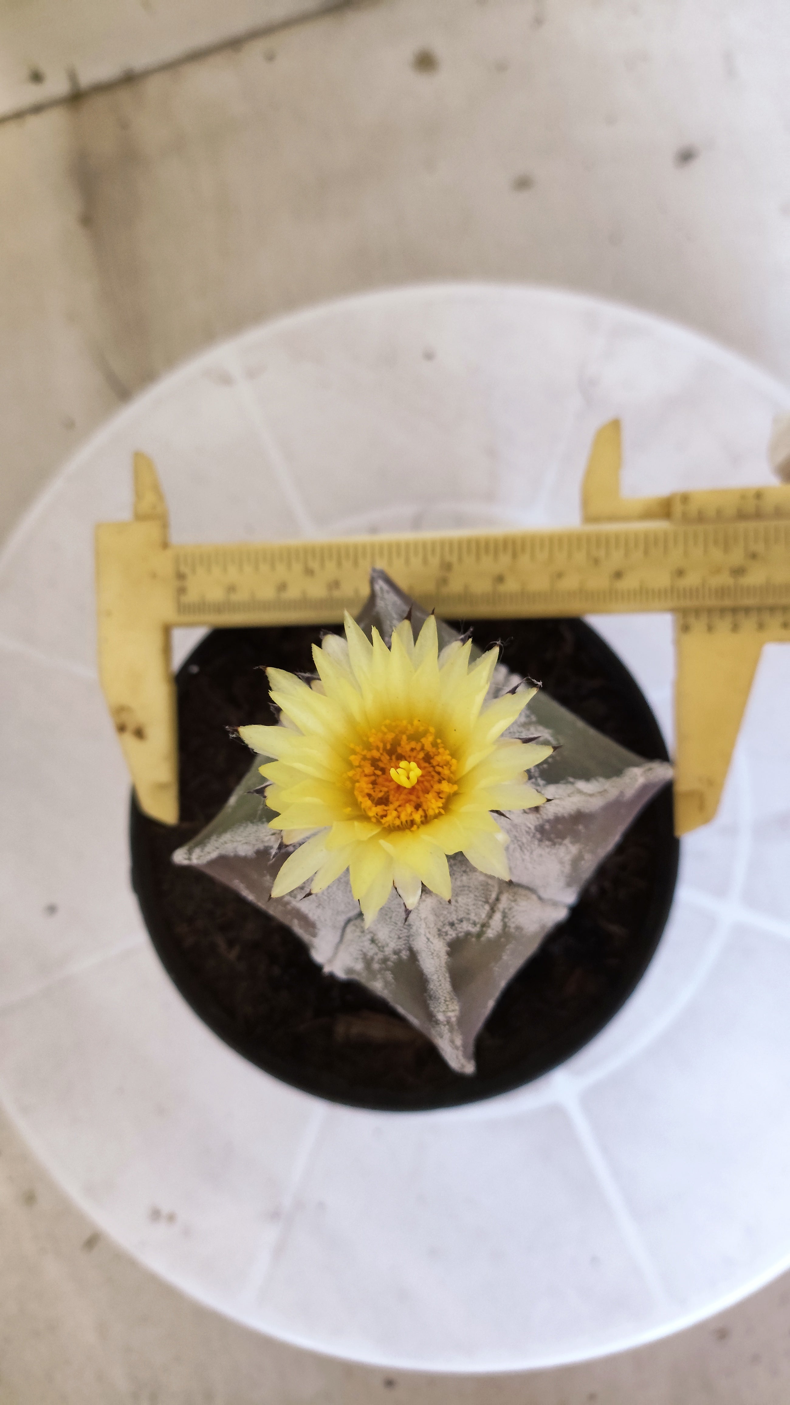 ASTROPHYTUM MYRIOSTIGMA "4 quinas" Nº 1389 – vaso 11