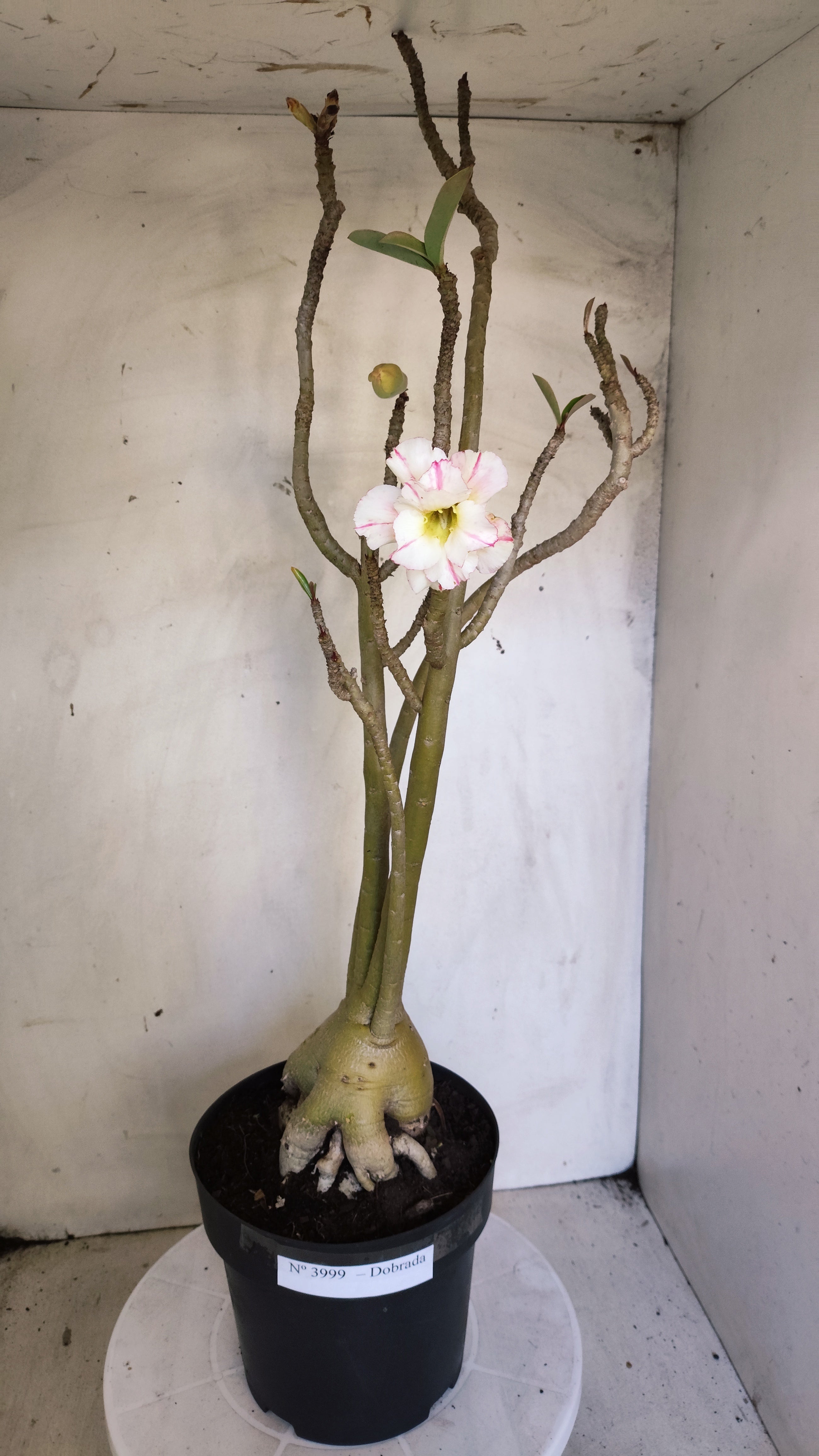 Planta Dobrada 3999 – 60cm – 04 anos - Vaso 17