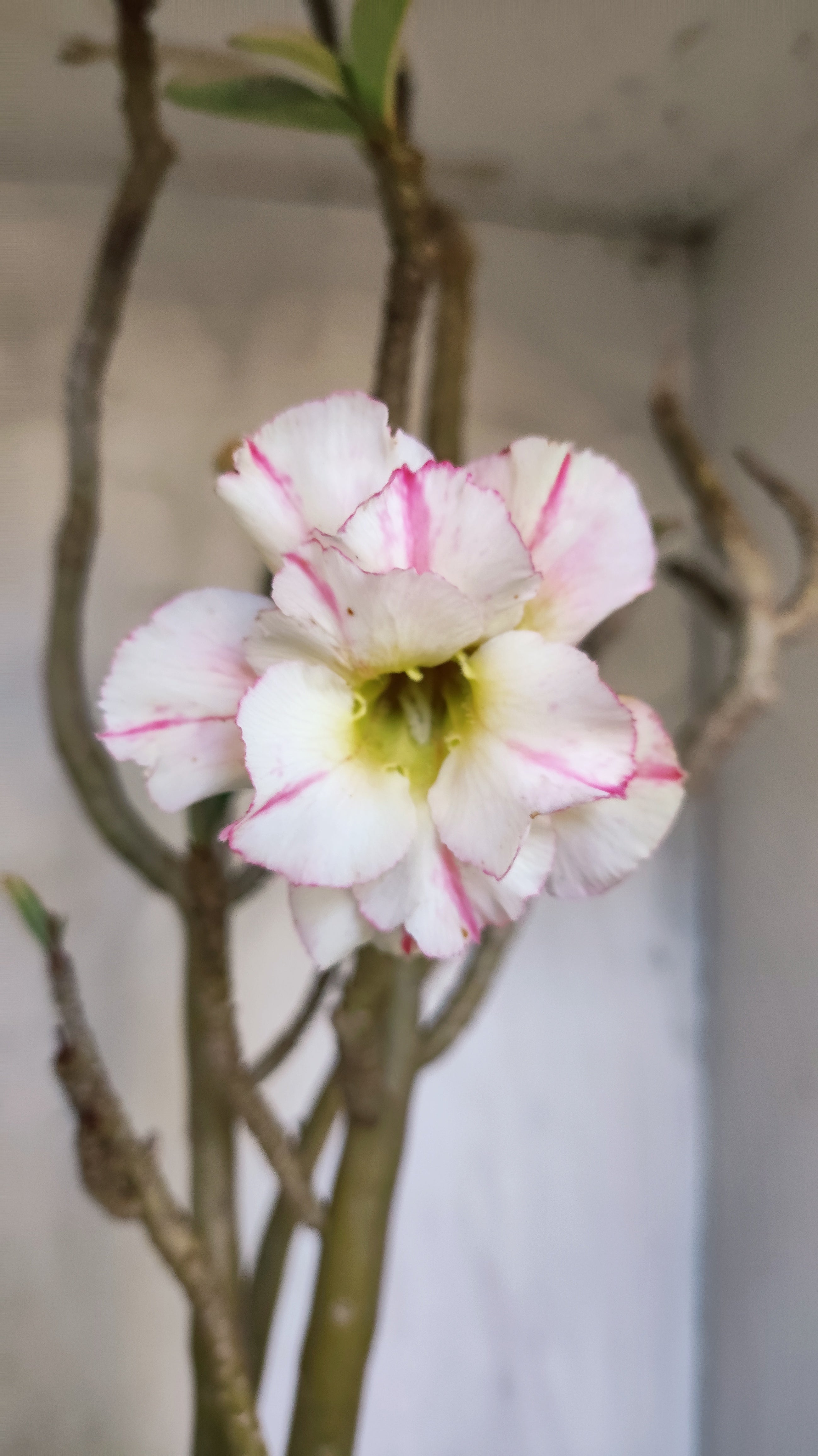 Planta Dobrada 3999 – 60cm – 04 anos - Vaso 17