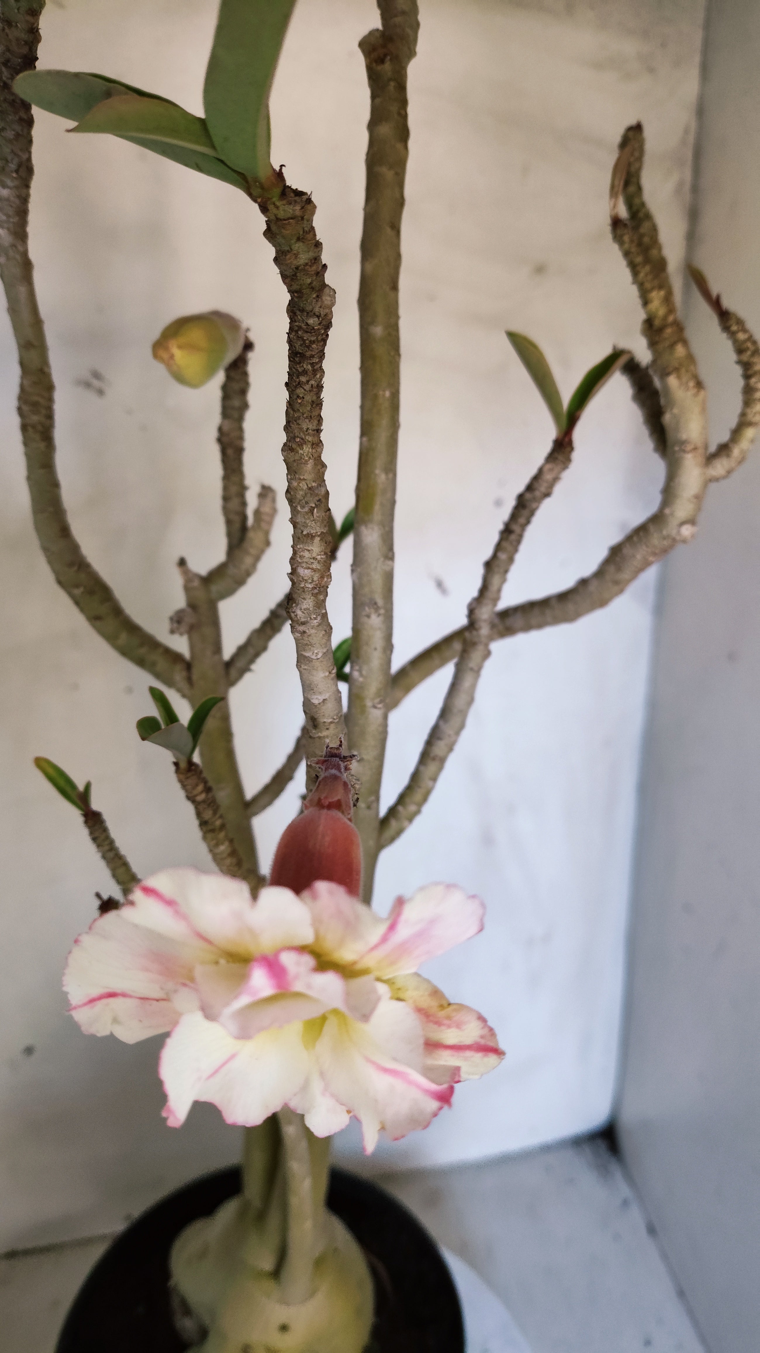 Planta Dobrada 3999 – 60cm – 04 anos - Vaso 17