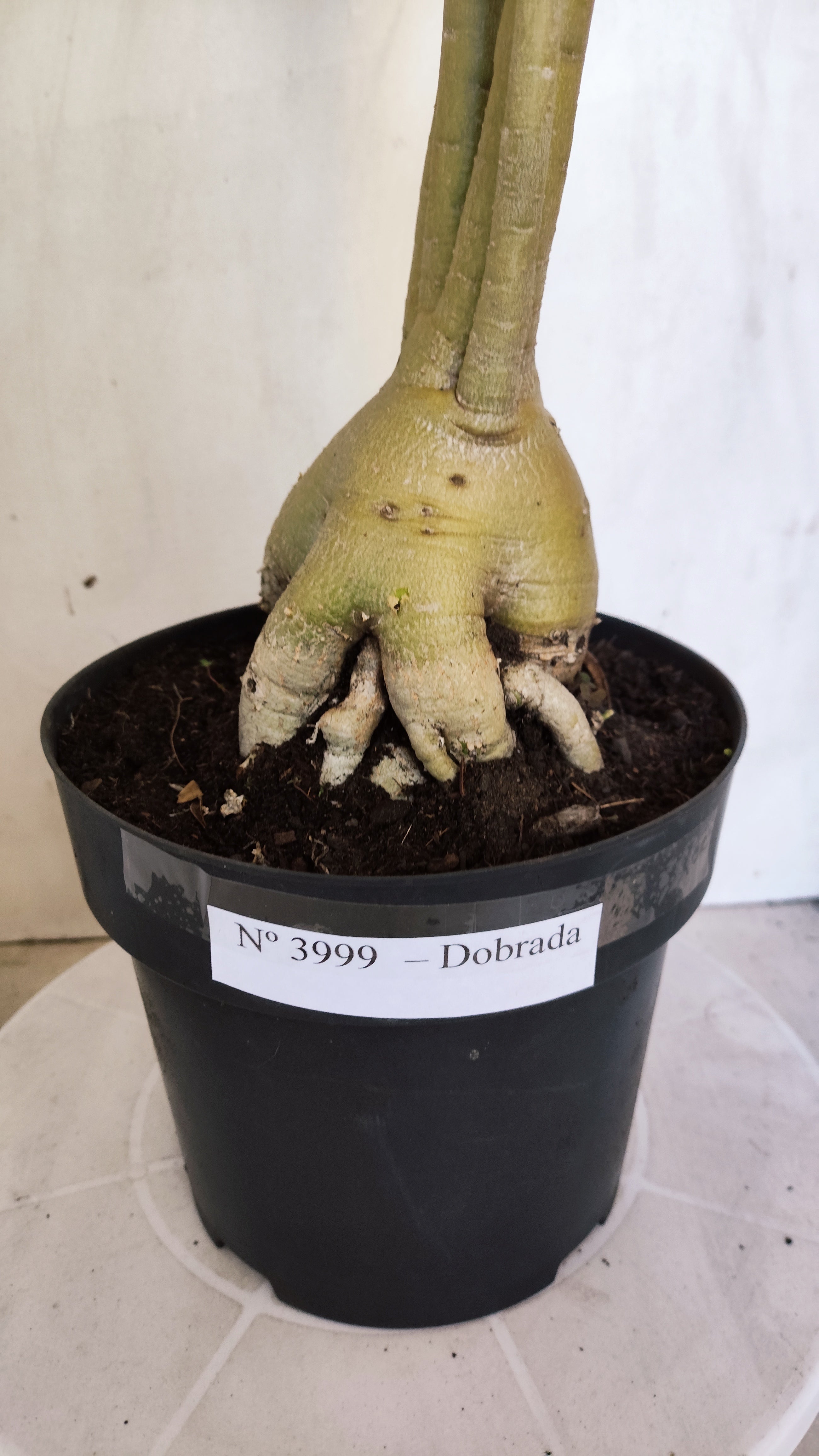 Planta Dobrada 3999 – 60cm – 04 anos - Vaso 17