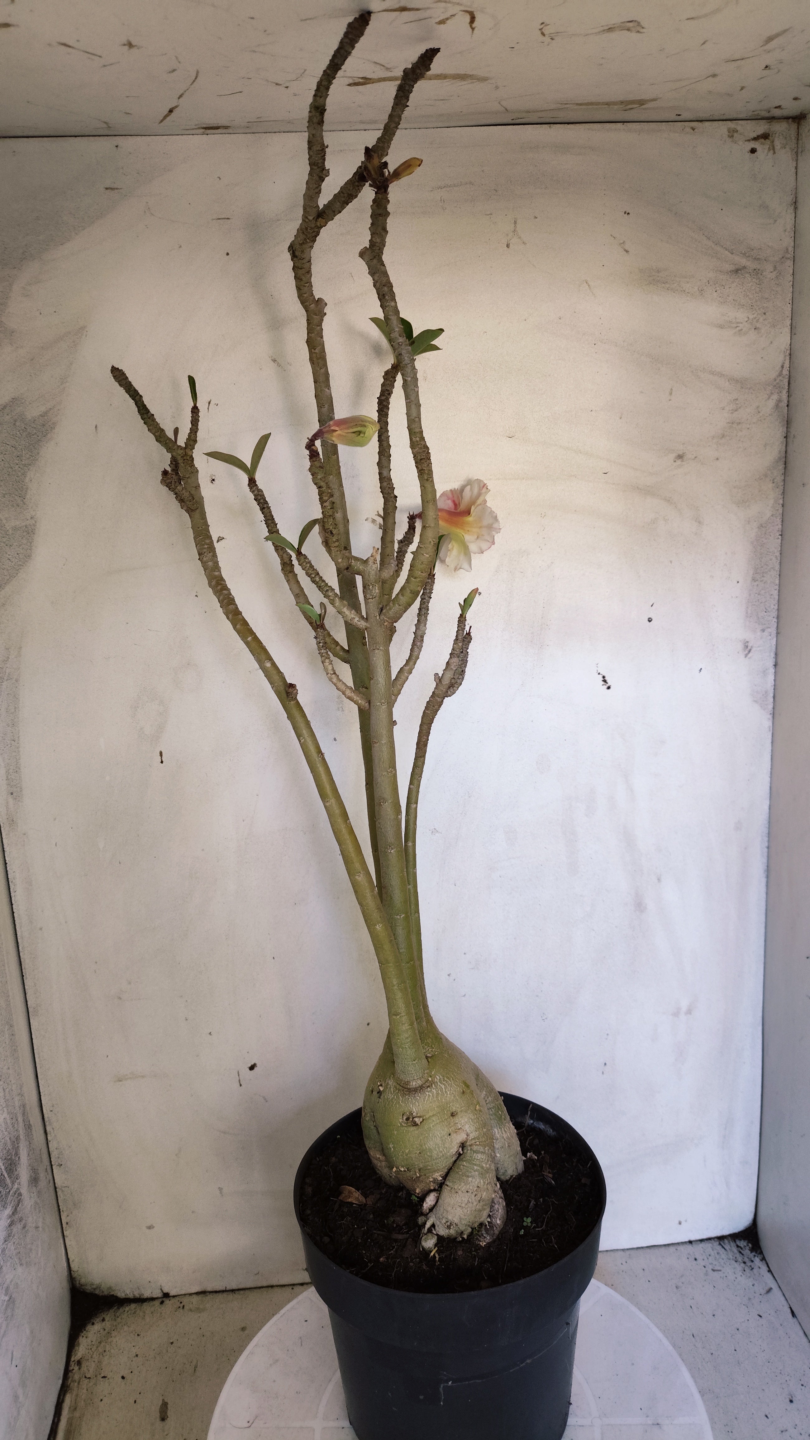 Planta Dobrada 3999 – 60cm – 04 anos - Vaso 17