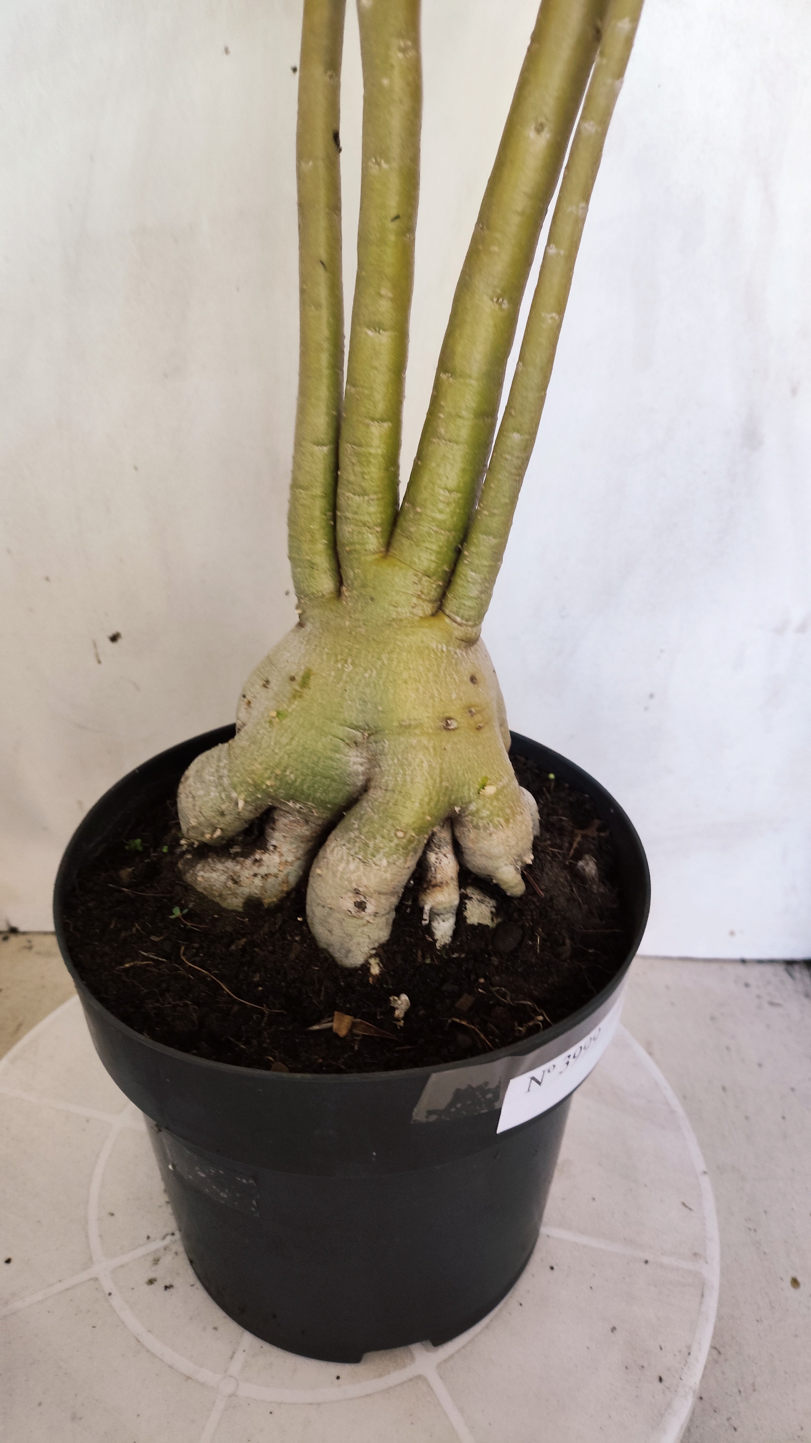 Planta Dobrada 3999 – 60cm – 04 anos - Vaso 17