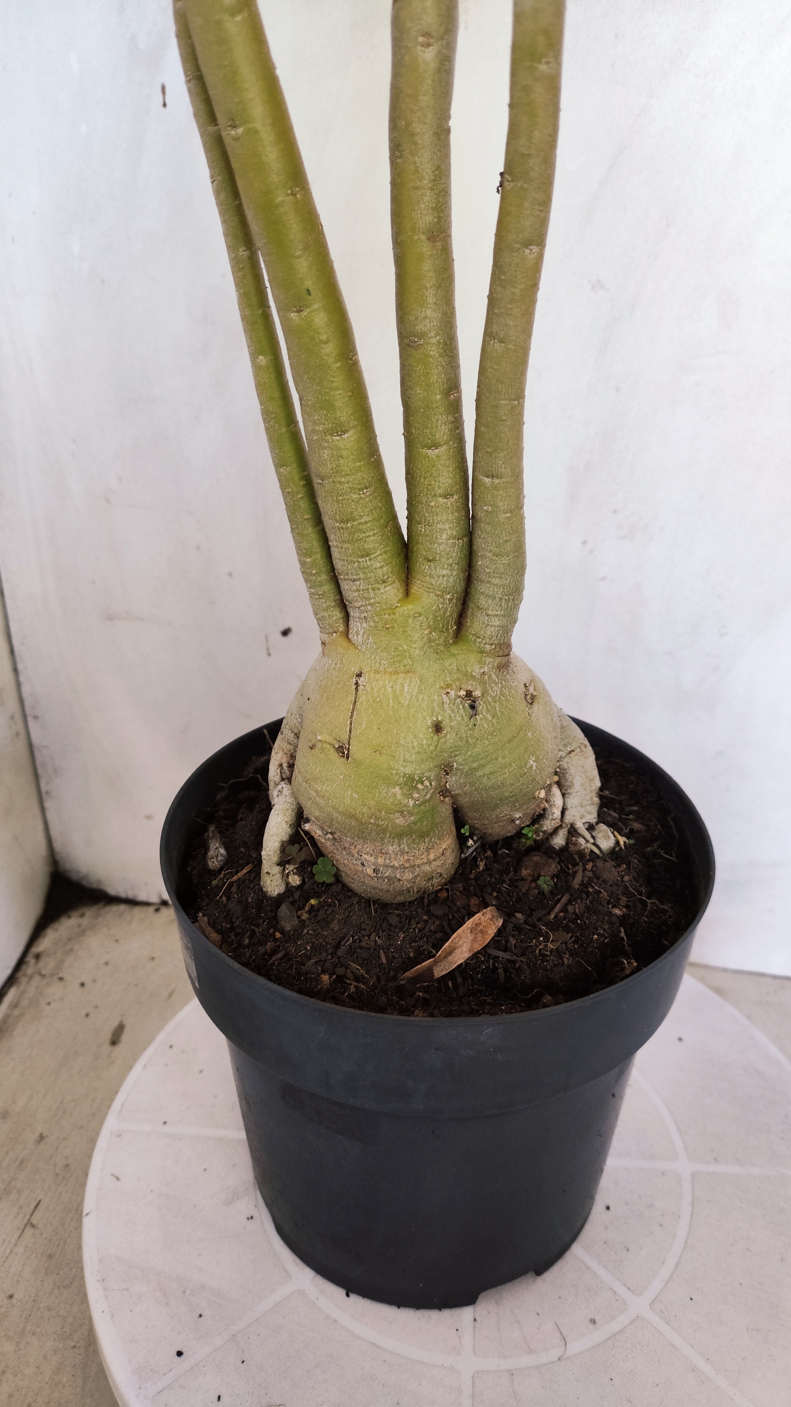 Planta Dobrada 3999 – 60cm – 04 anos - Vaso 17