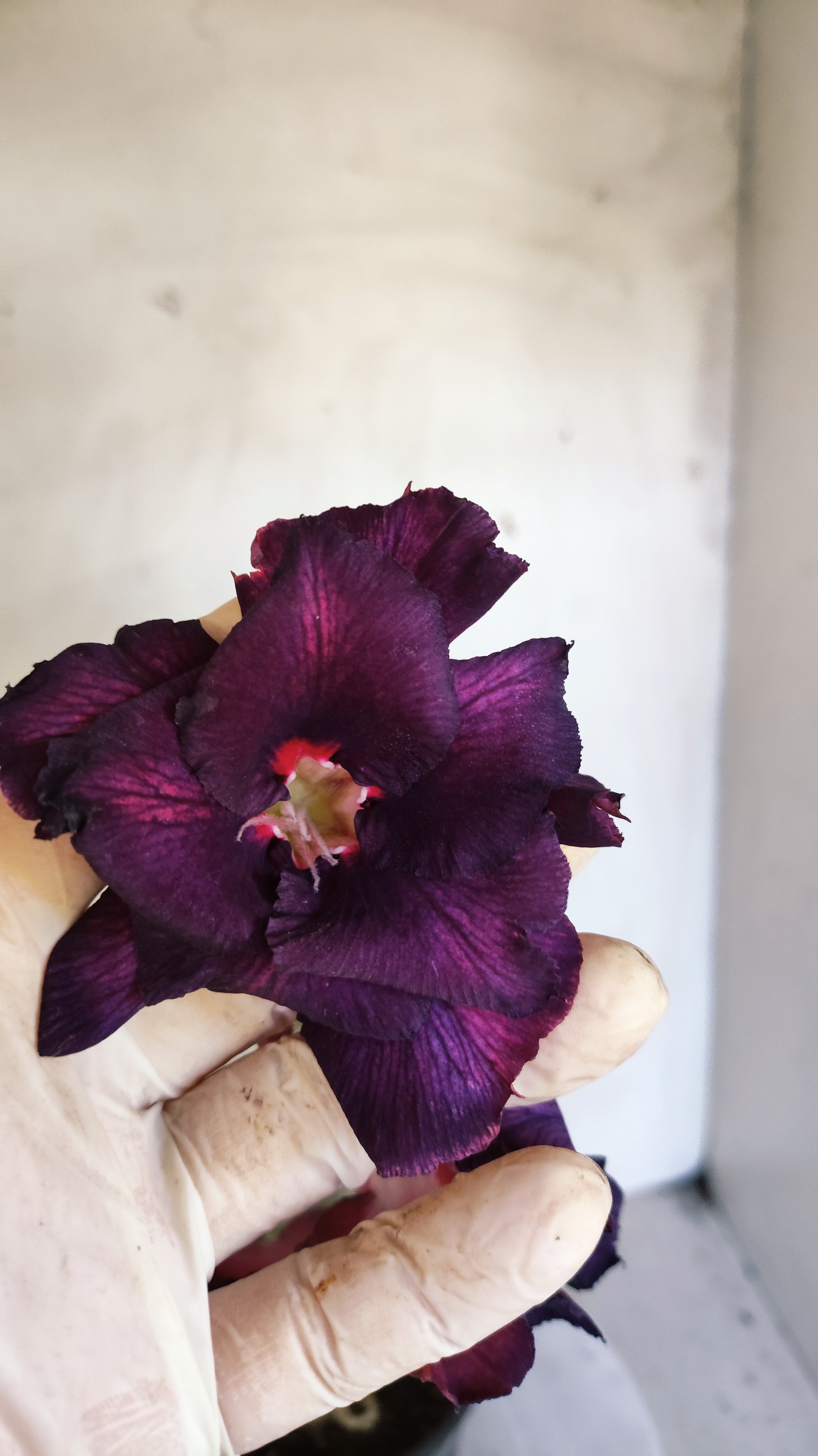 Planta Dobrada 4000 – 35cm – 03 anos - Vaso 15