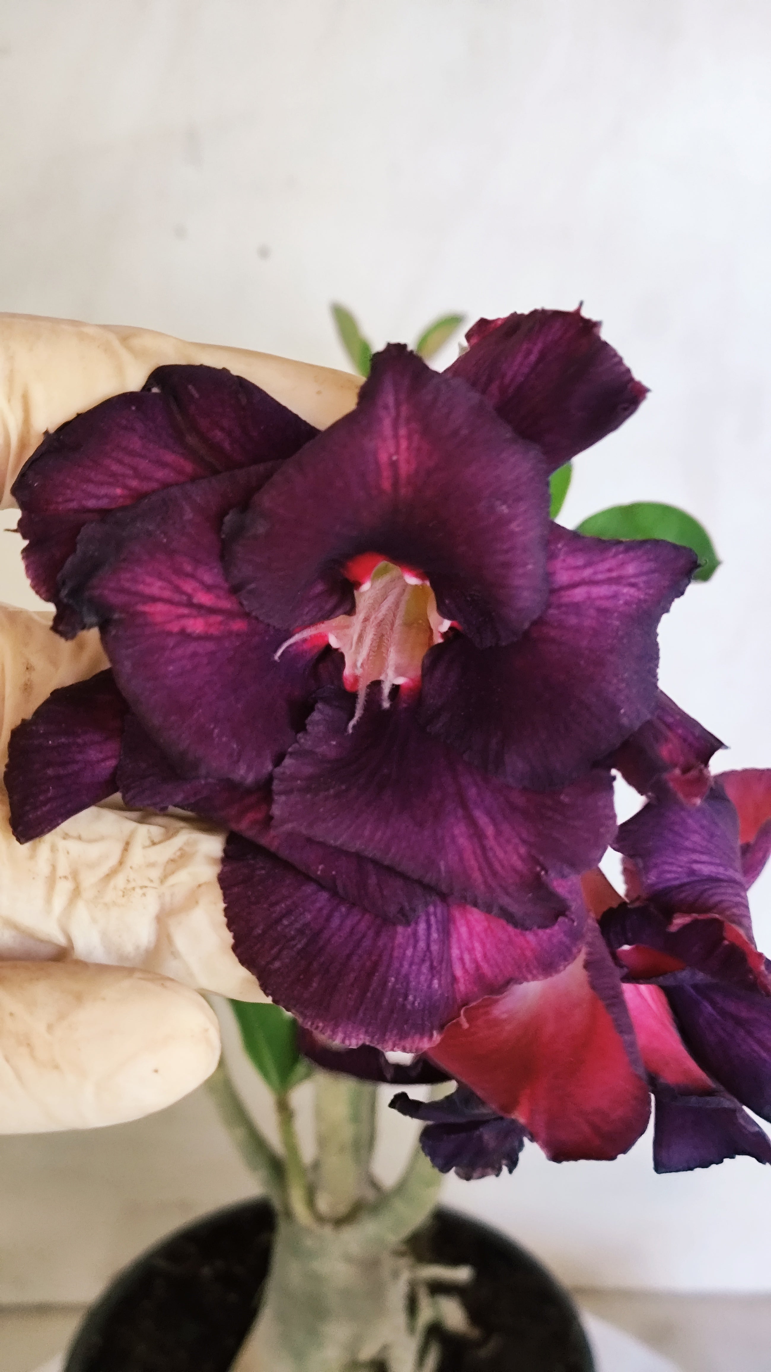 Planta Dobrada 4000 – 35cm – 03 anos - Vaso 15