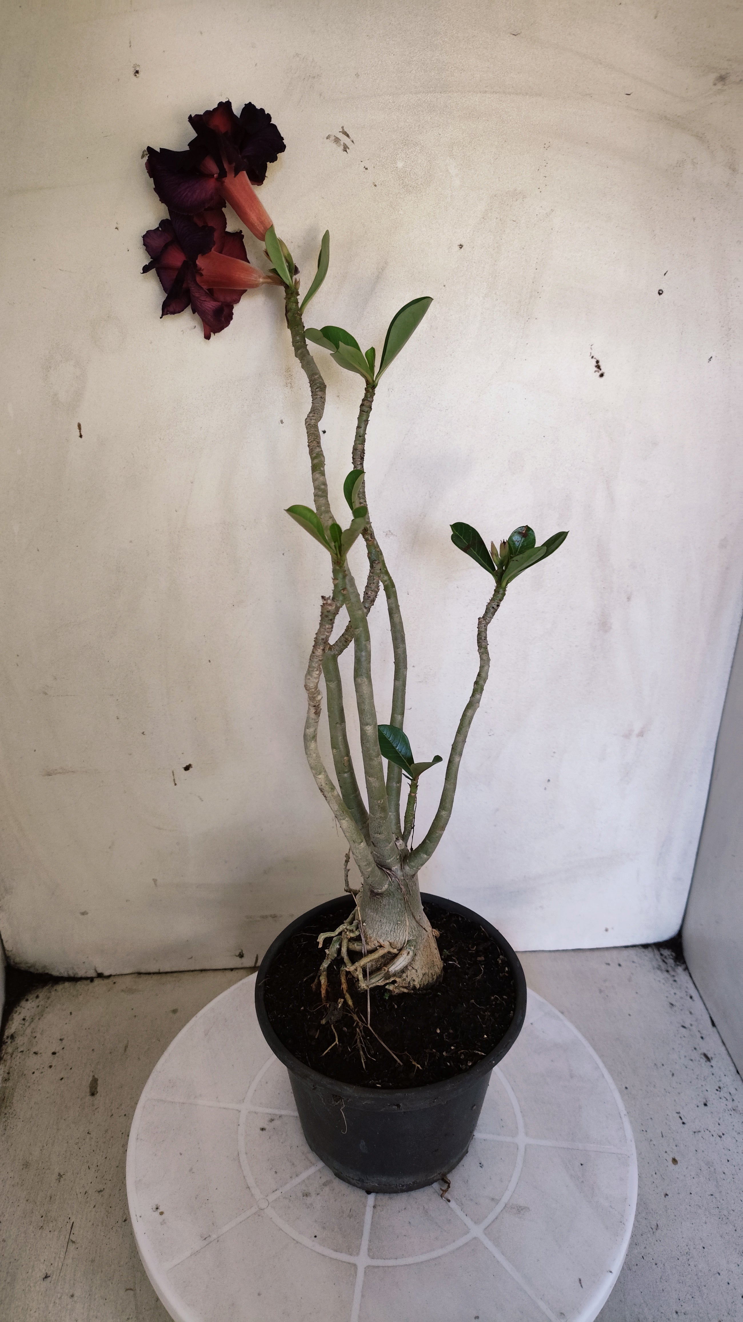 Planta Dobrada 4000 – 35cm – 03 anos - Vaso 15