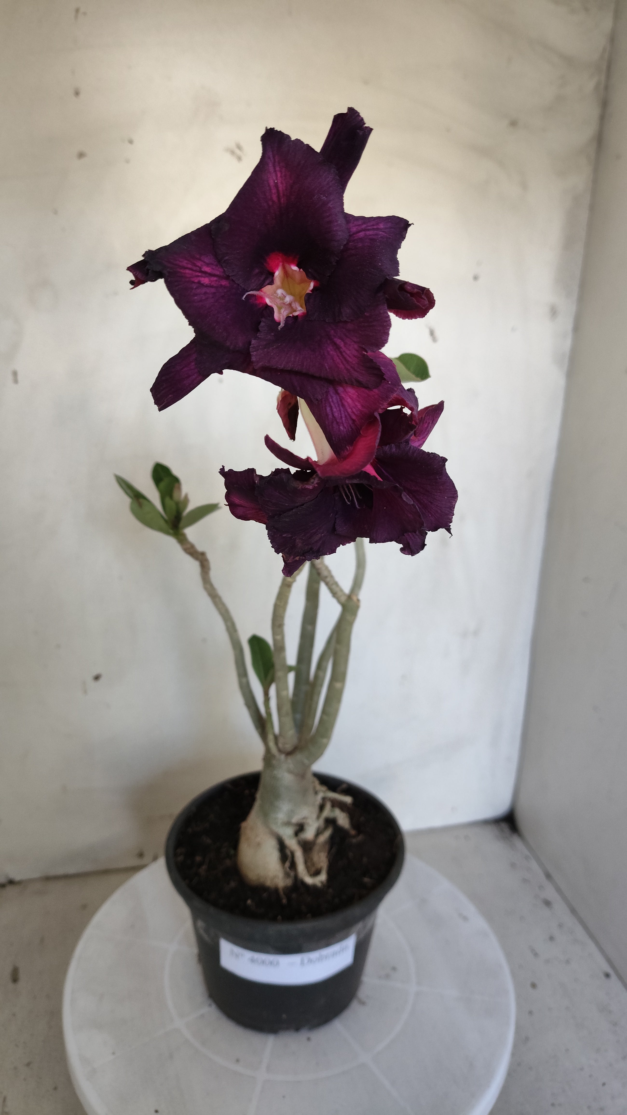 Planta Dobrada 4000 – 35cm – 03 anos - Vaso 15