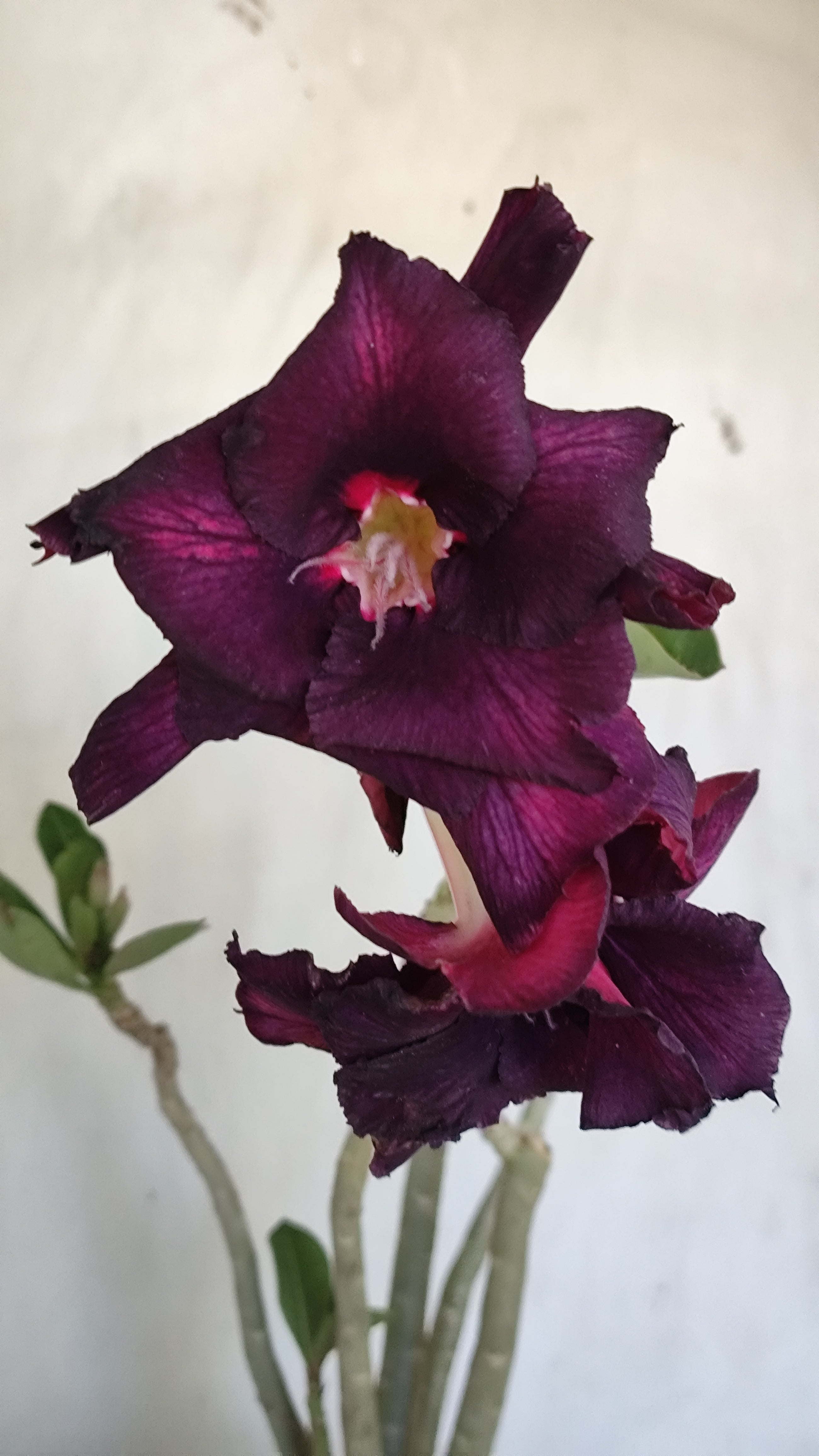 Planta Dobrada 4000 – 35cm – 03 anos - Vaso 15