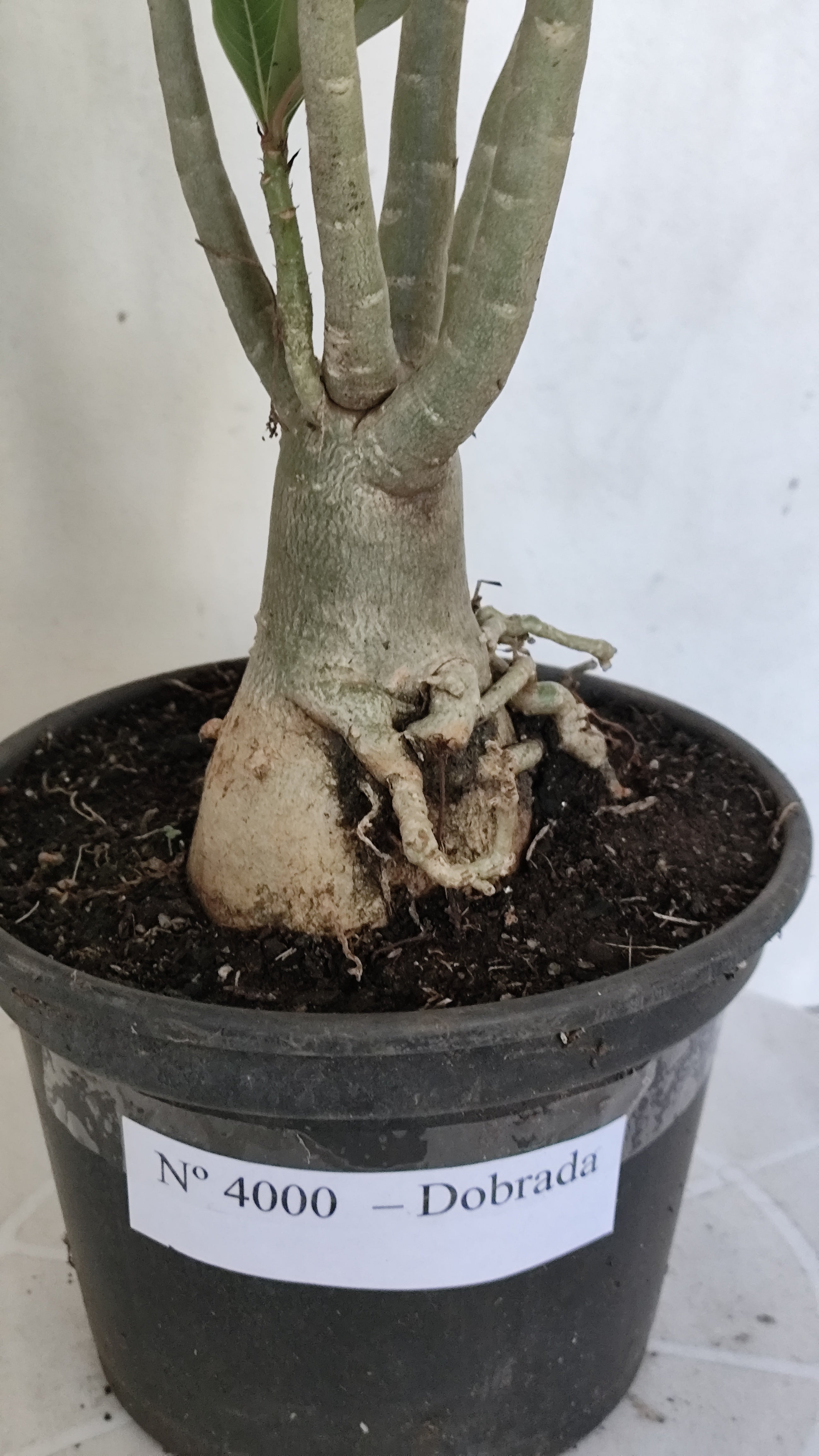 Planta Dobrada 4000 – 35cm – 03 anos - Vaso 15
