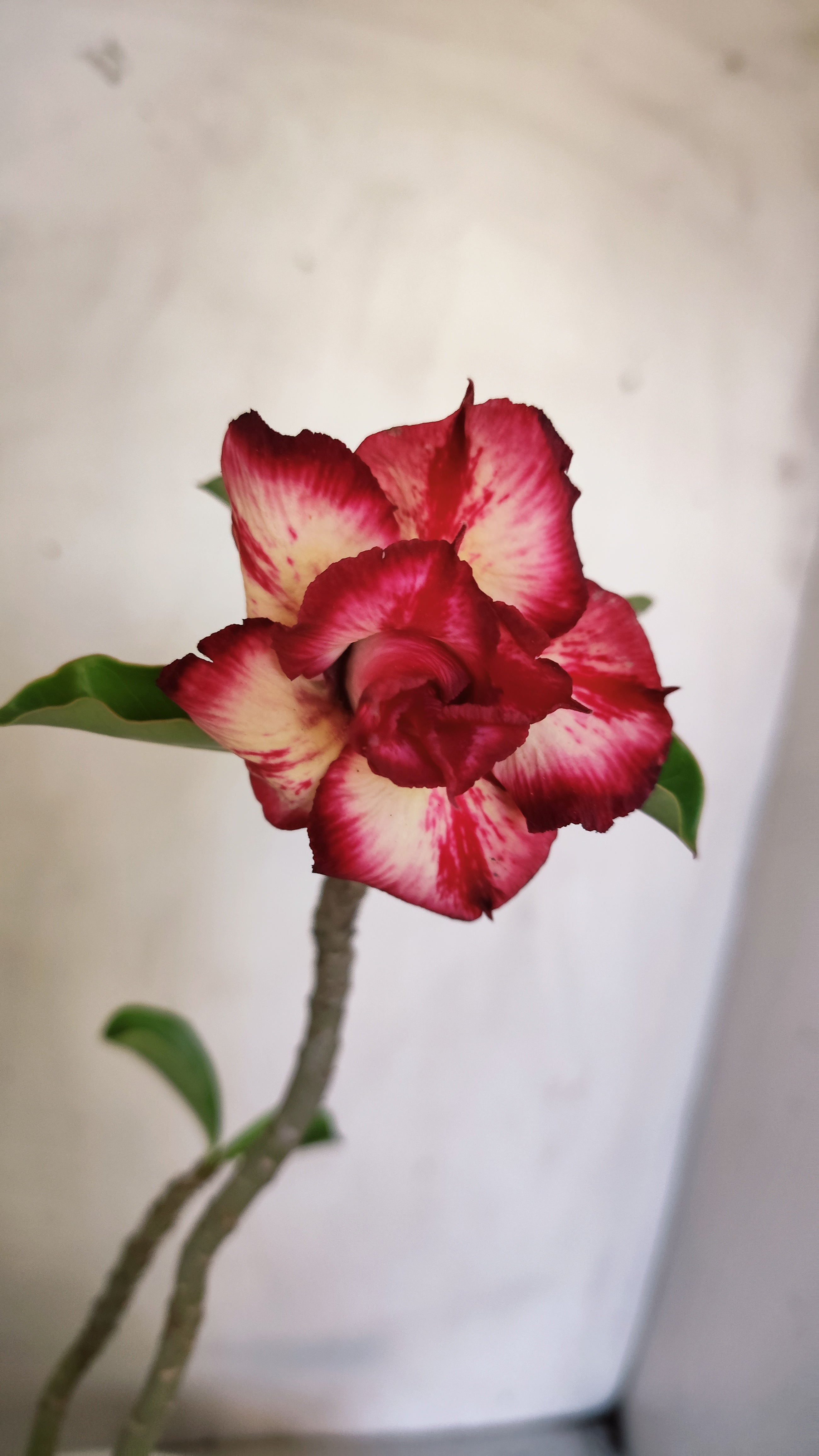 Planta Dobrada 4001 – 30cm – 03 anos - Vaso 15