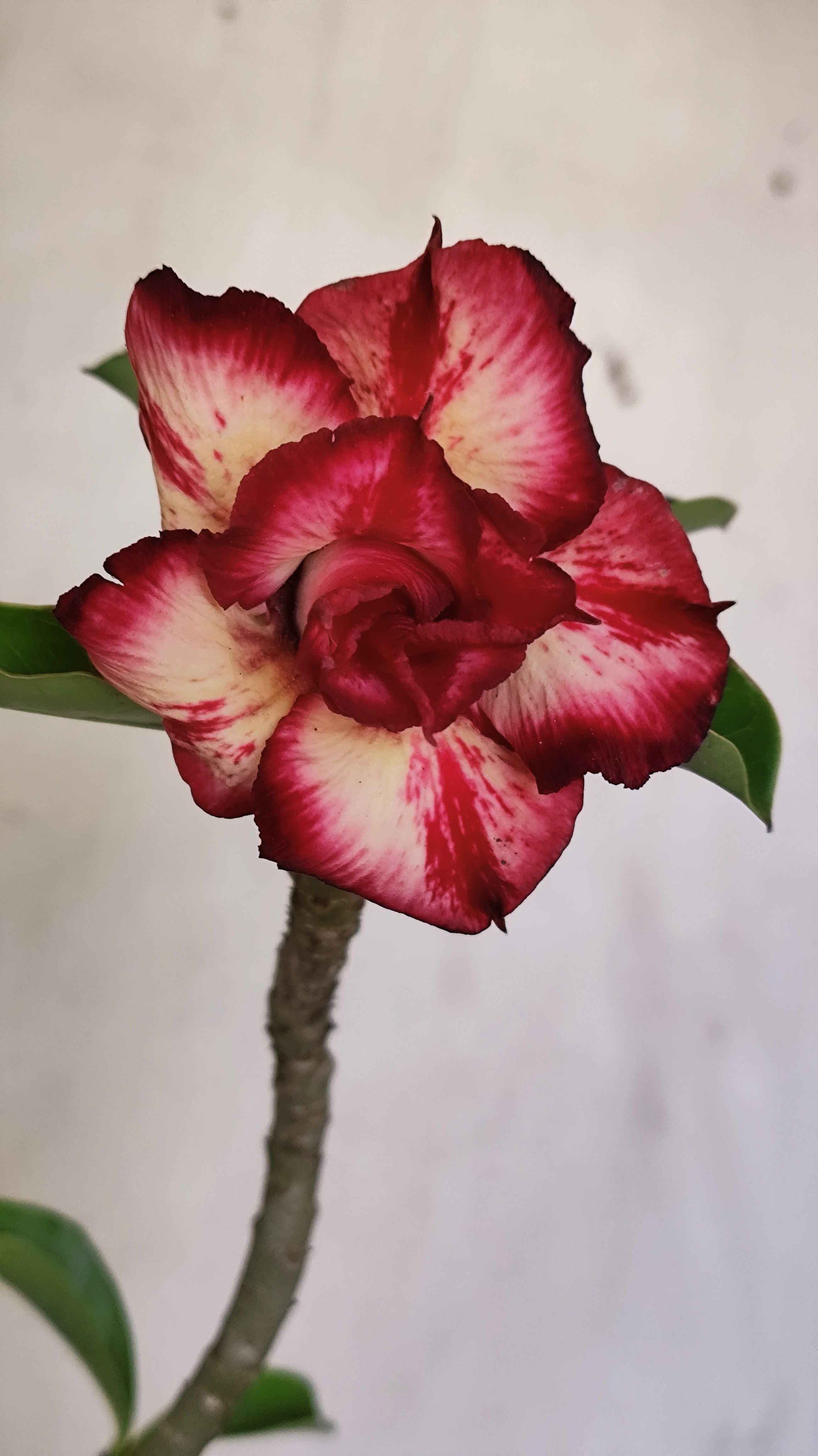 Planta Dobrada 4001 – 30cm – 03 anos - Vaso 15