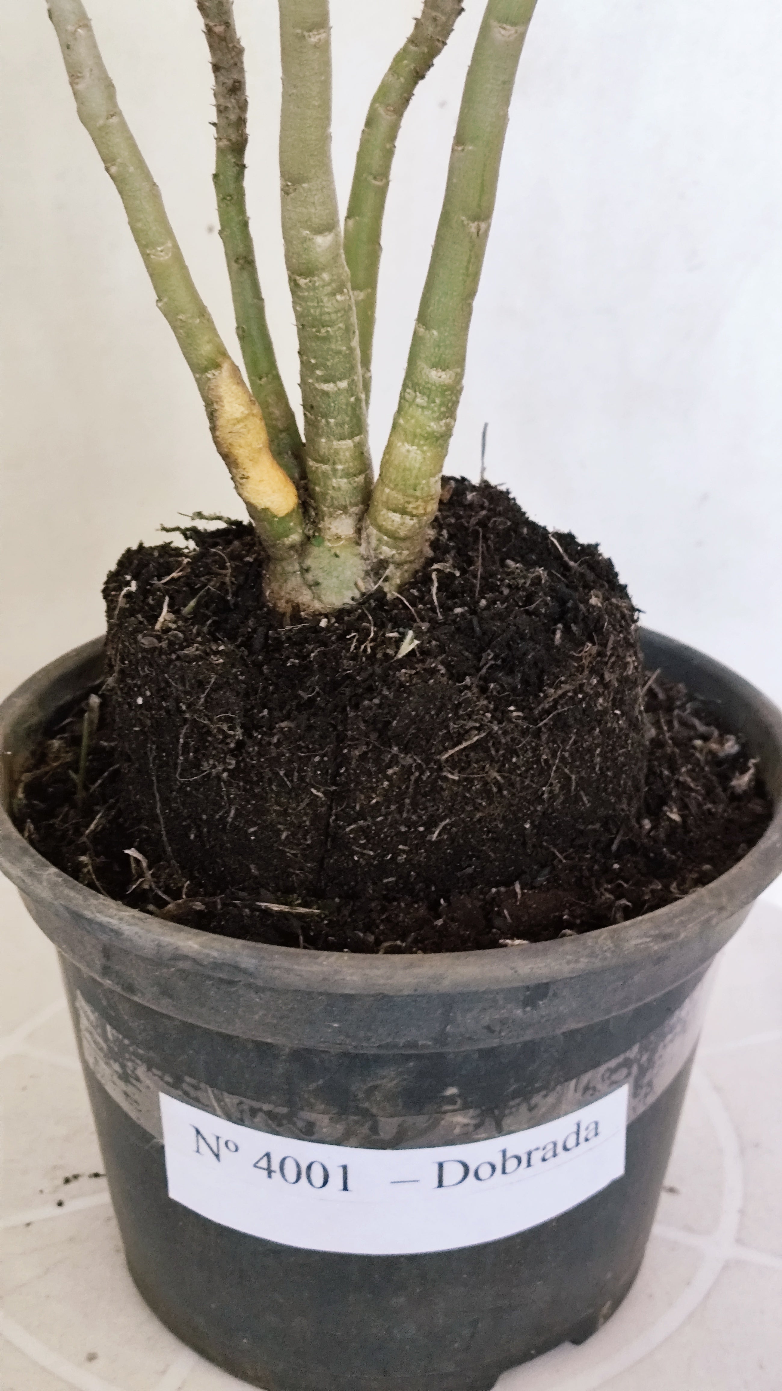 Planta Dobrada 4001 – 30cm – 03 anos - Vaso 15