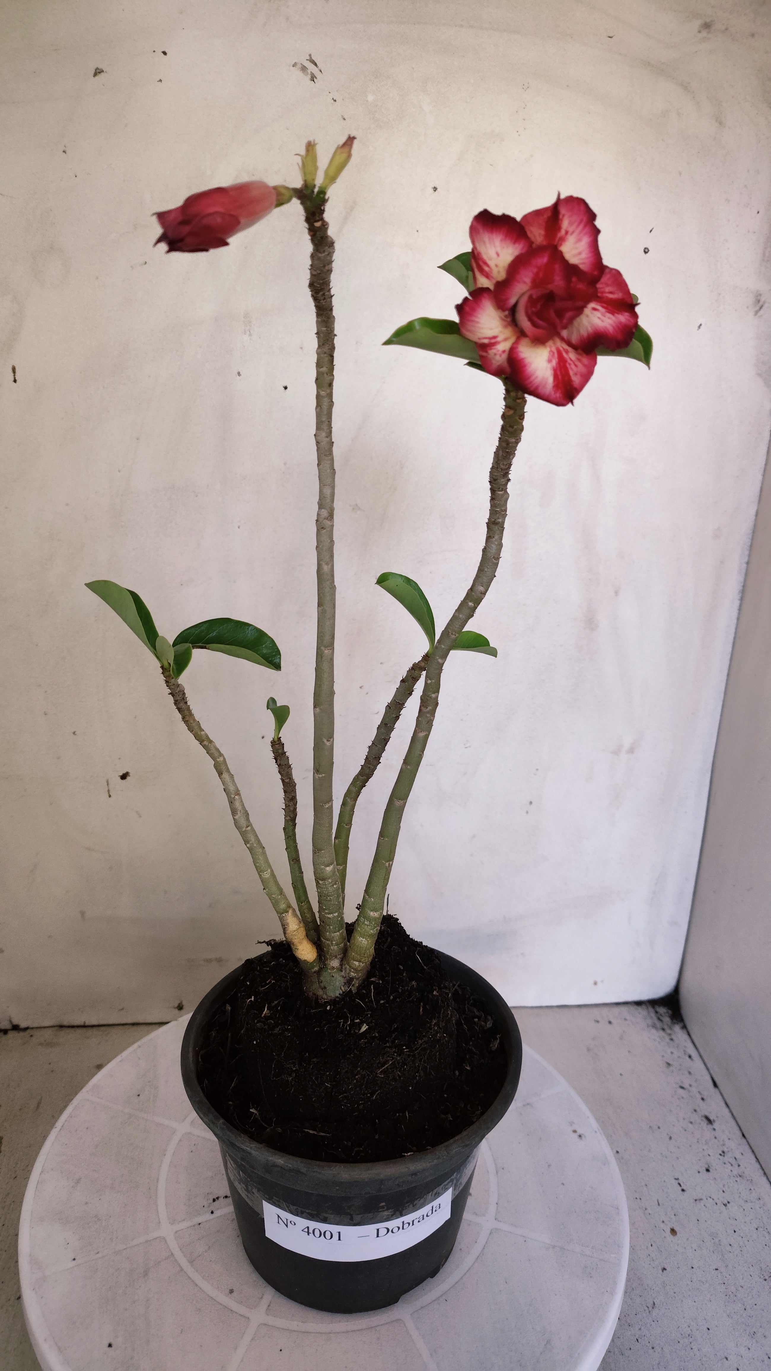 Planta Dobrada 4001 – 30cm – 03 anos - Vaso 15