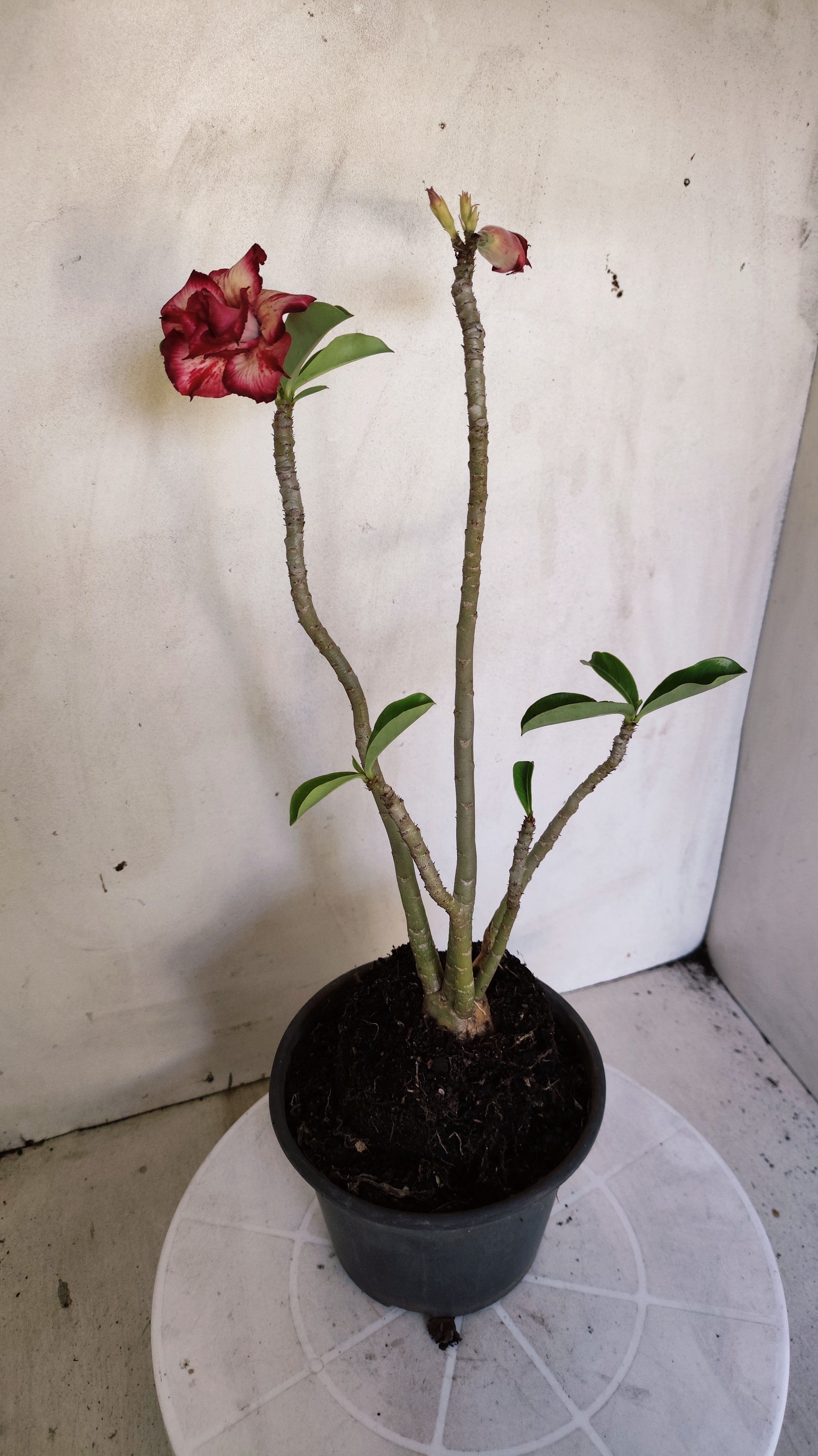 Planta Dobrada 4001 – 30cm – 03 anos - Vaso 15