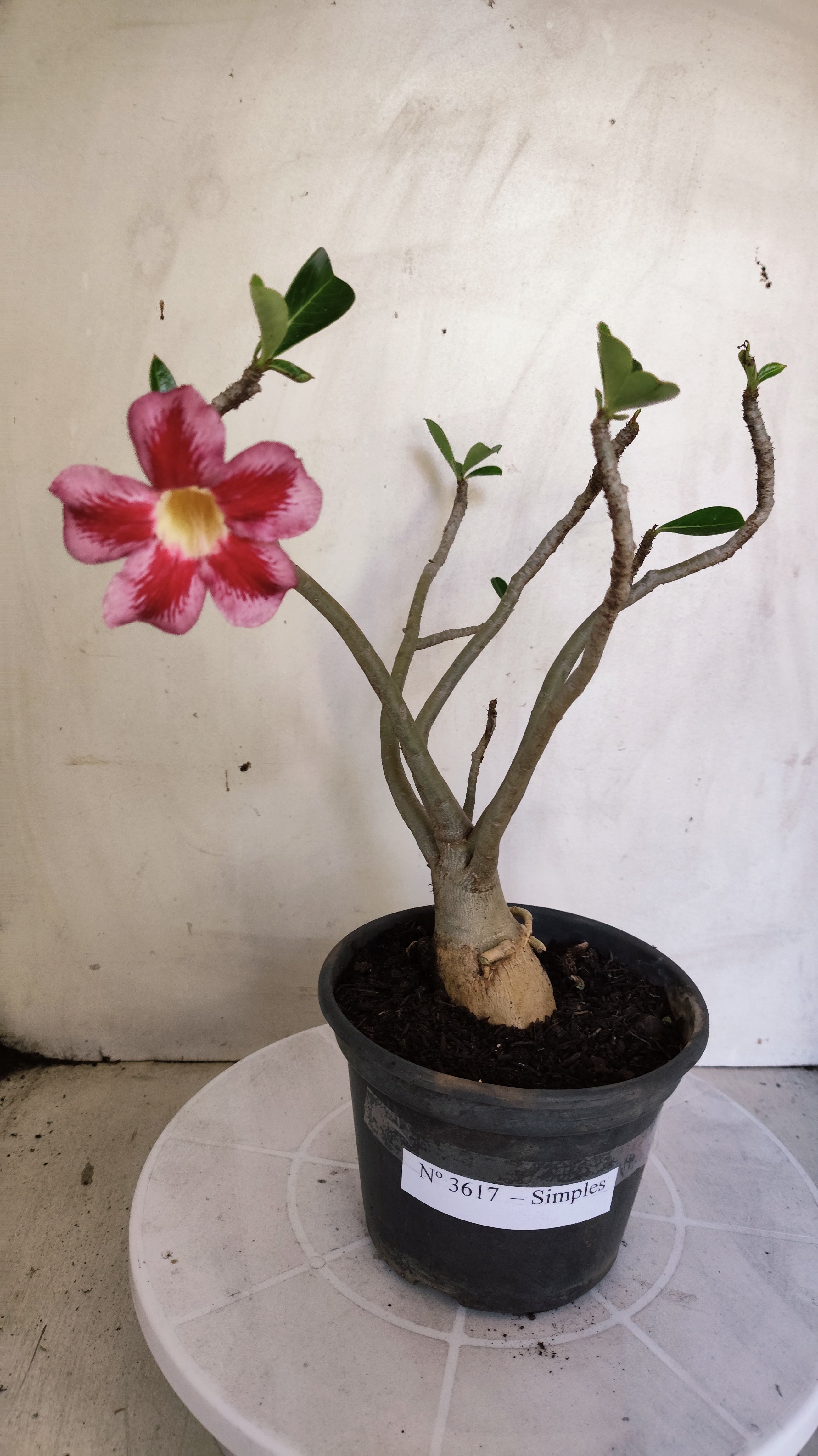 Planta Simples 3617 – 30cm – 02 anos