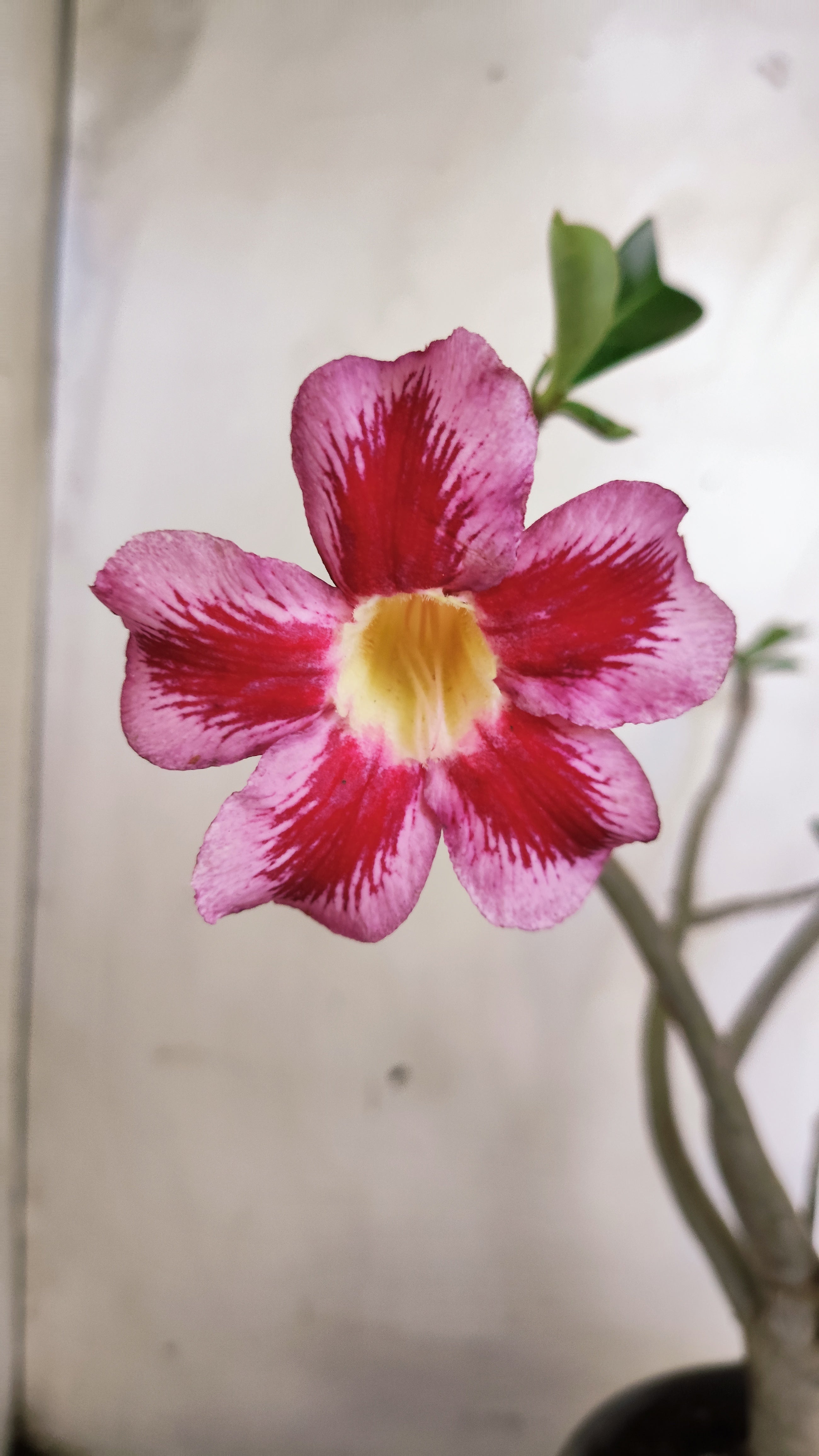 Planta Simples 3617 – 30cm – 02 anos