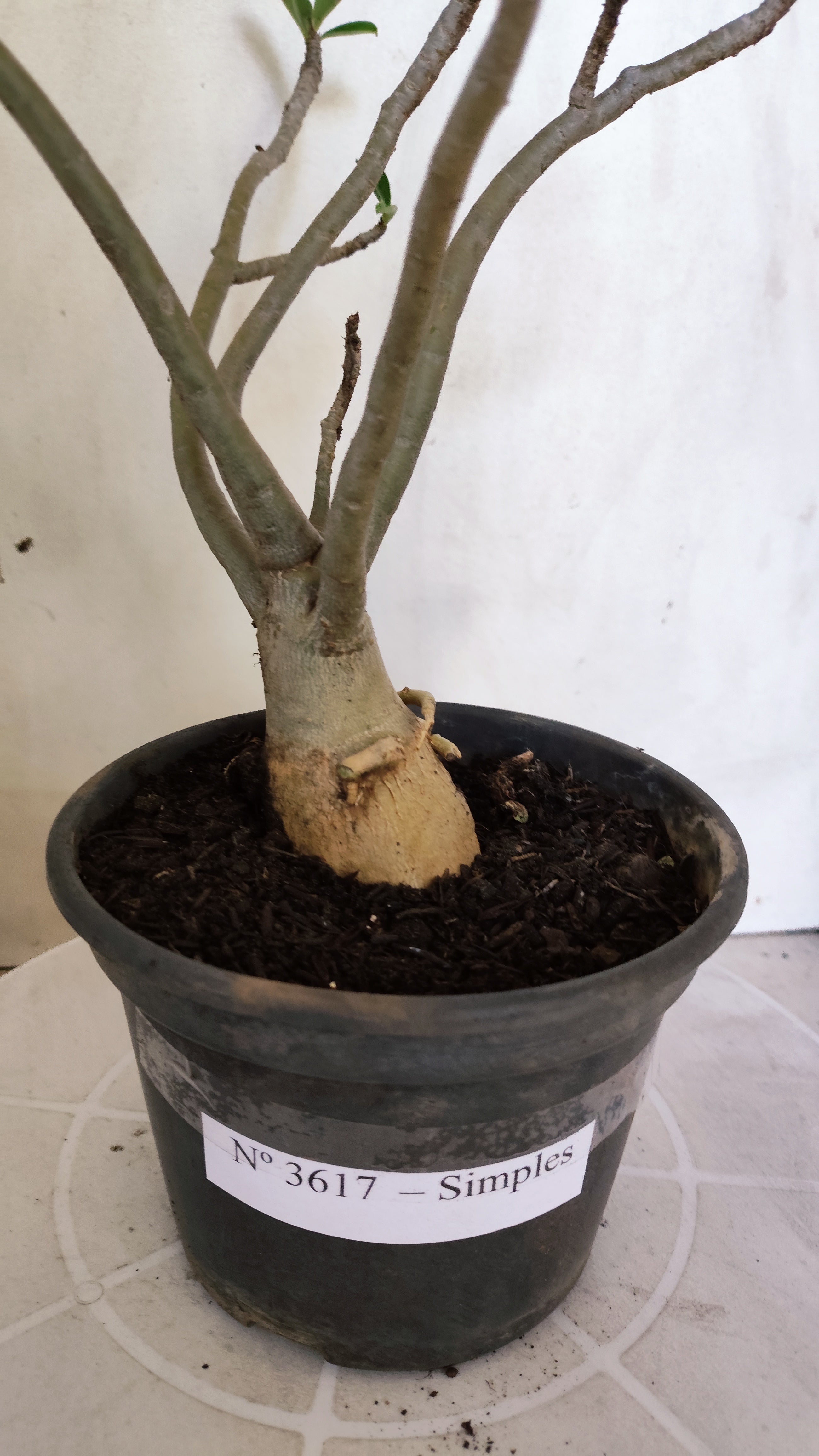 Planta Simples 3617 – 30cm – 02 anos