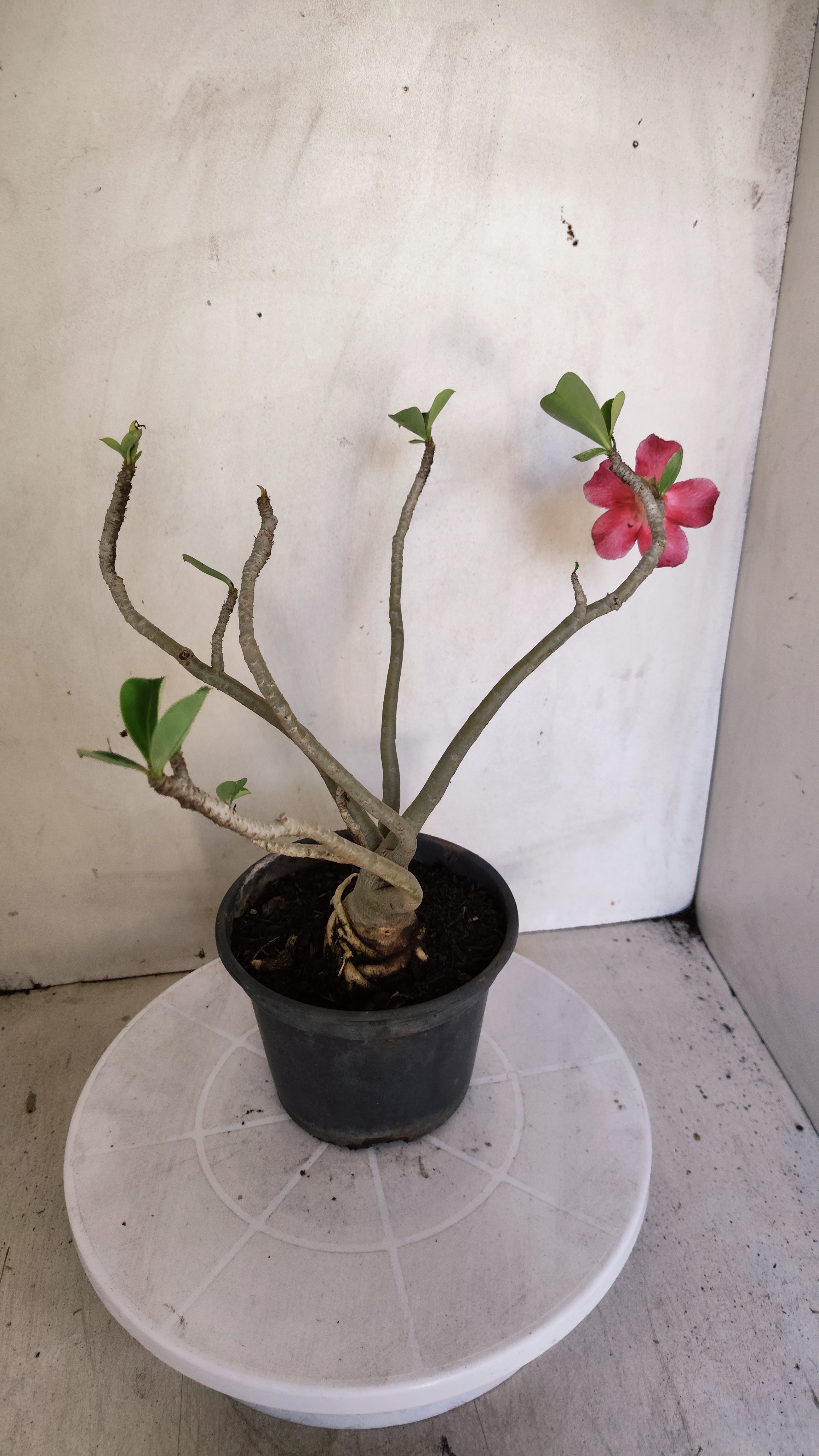 Planta Simples 3617 – 30cm – 02 anos